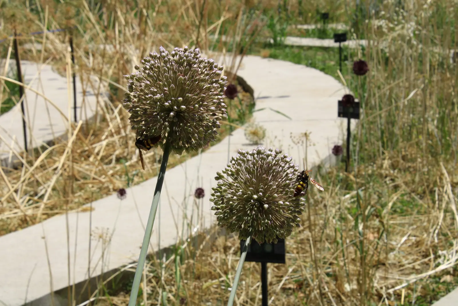 Ornamental Onion (Allium Bulgaricum) — It demonstrates good drought resistance once established, making it a hardy choice for many landscapes