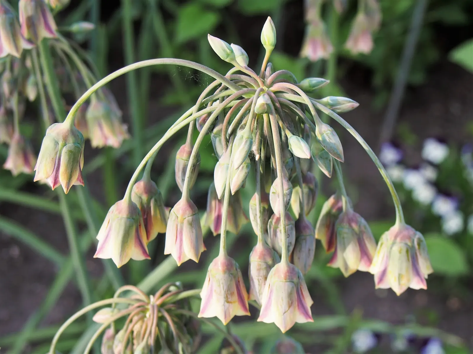 Ornamental Onion (Allium Bulgaricum) — yet resistant to deer and other herbivores due to its onion-like scent.<br><br>For optimal visual impact, image 74