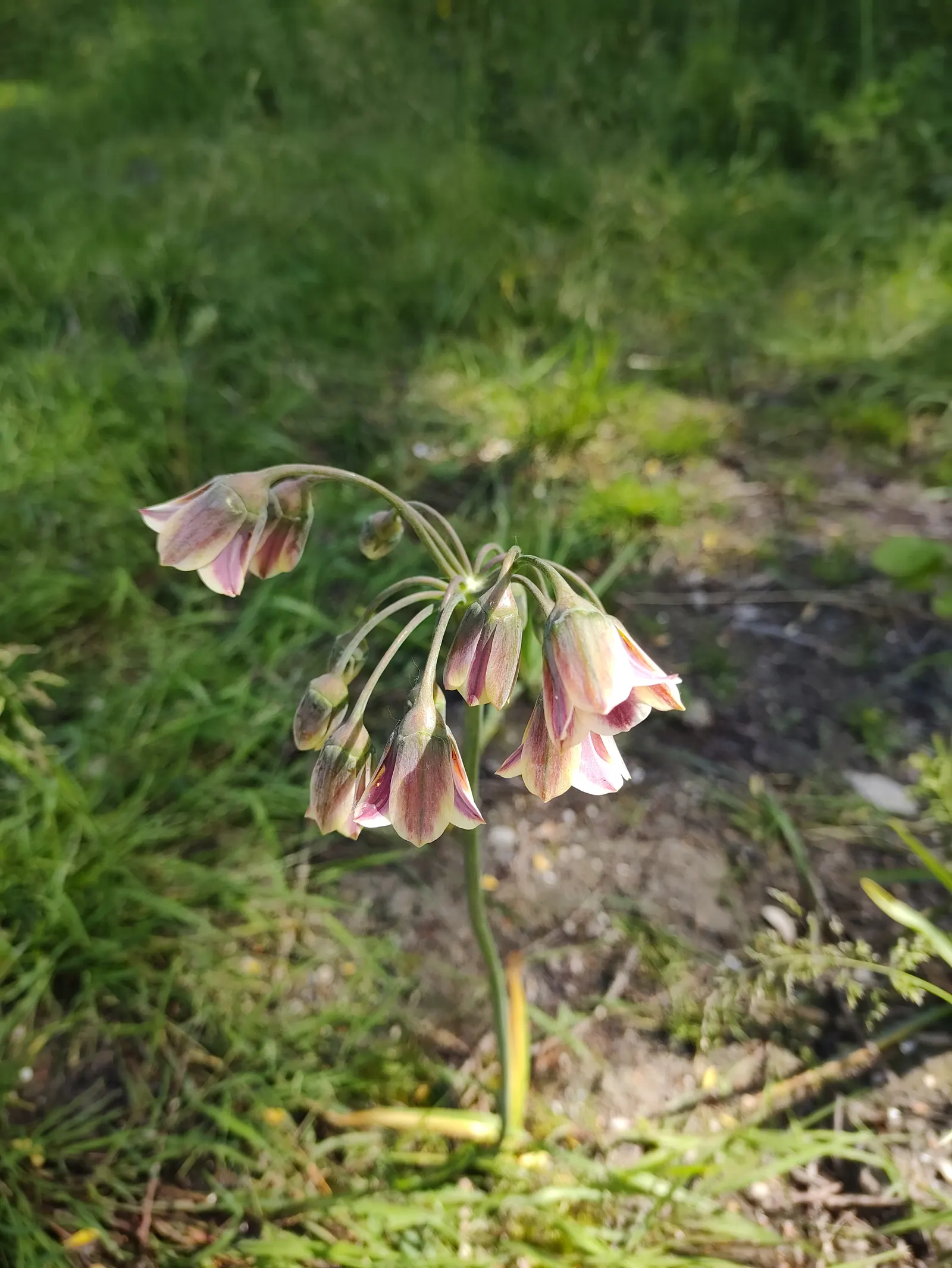 Ornamental Onion (Allium Bulgaricum) — commonly referred to as Ornamental Onion; bulb with multi-colored and red and white blooms, image 62