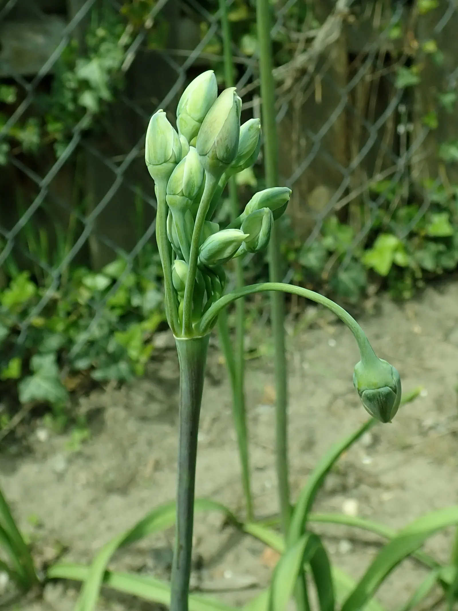 Ornamental Onion (Allium Bulgaricum) — which unfurl to reveal a chandelier of bell-shaped blossoms