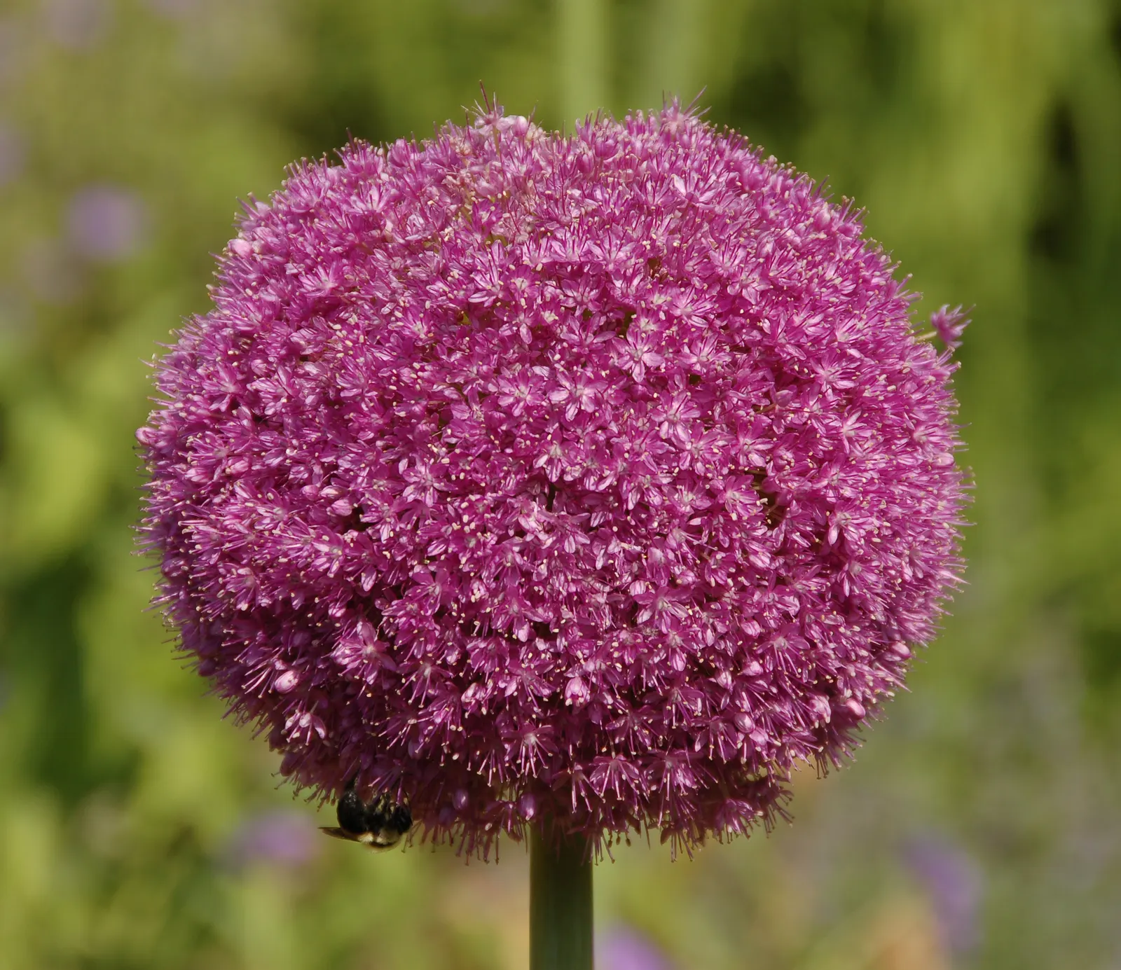 Ornamental Onion (Allium Bulgaricum) — creamy-white to soft pink flowers; yet resistant to deer and other herbivores due to its onion-like, image 119