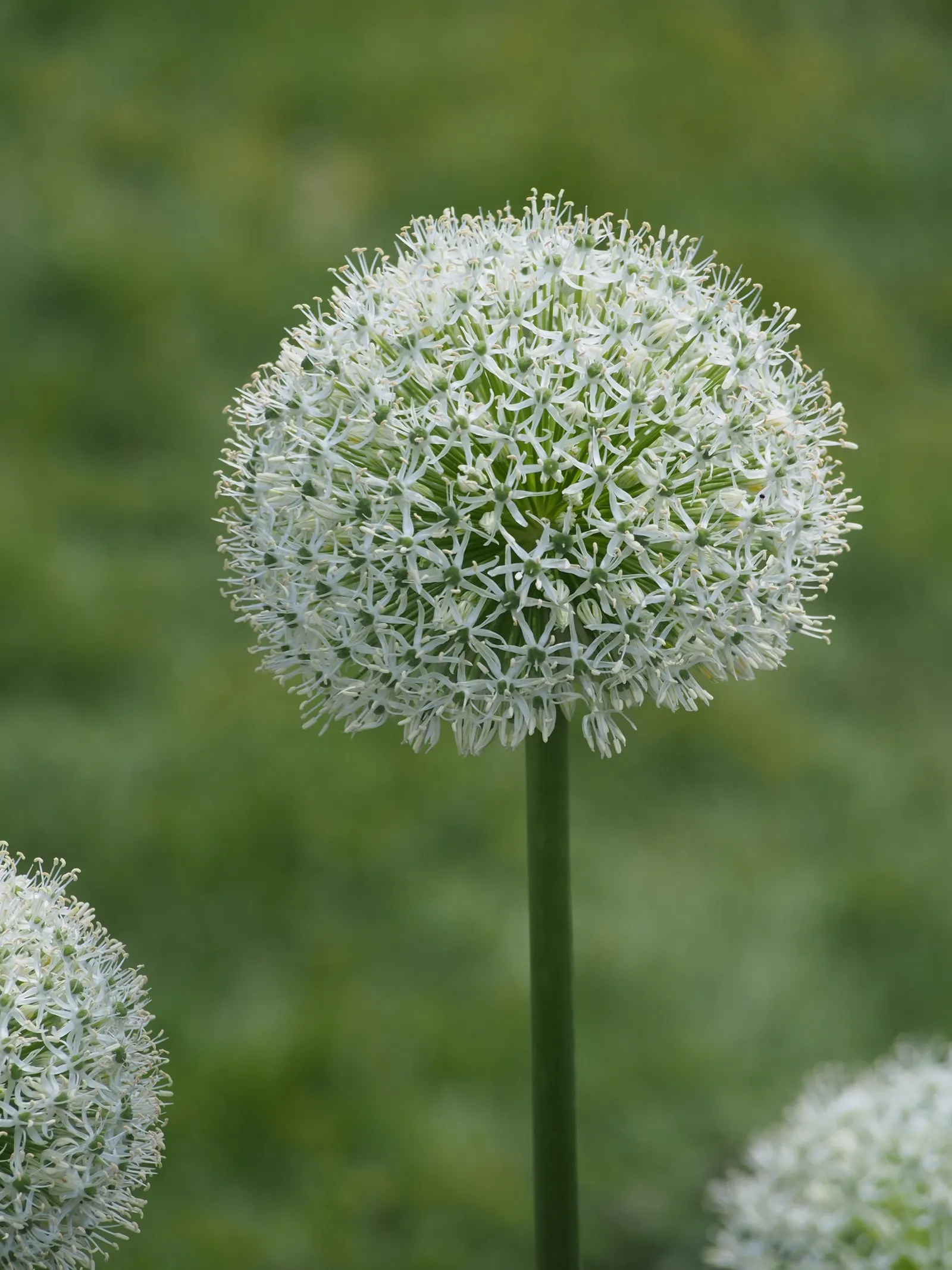 Ornamental Onion (Allium Bulgaricum) — This will ensure a full, robust display that can be enjoyed year after year, image 104