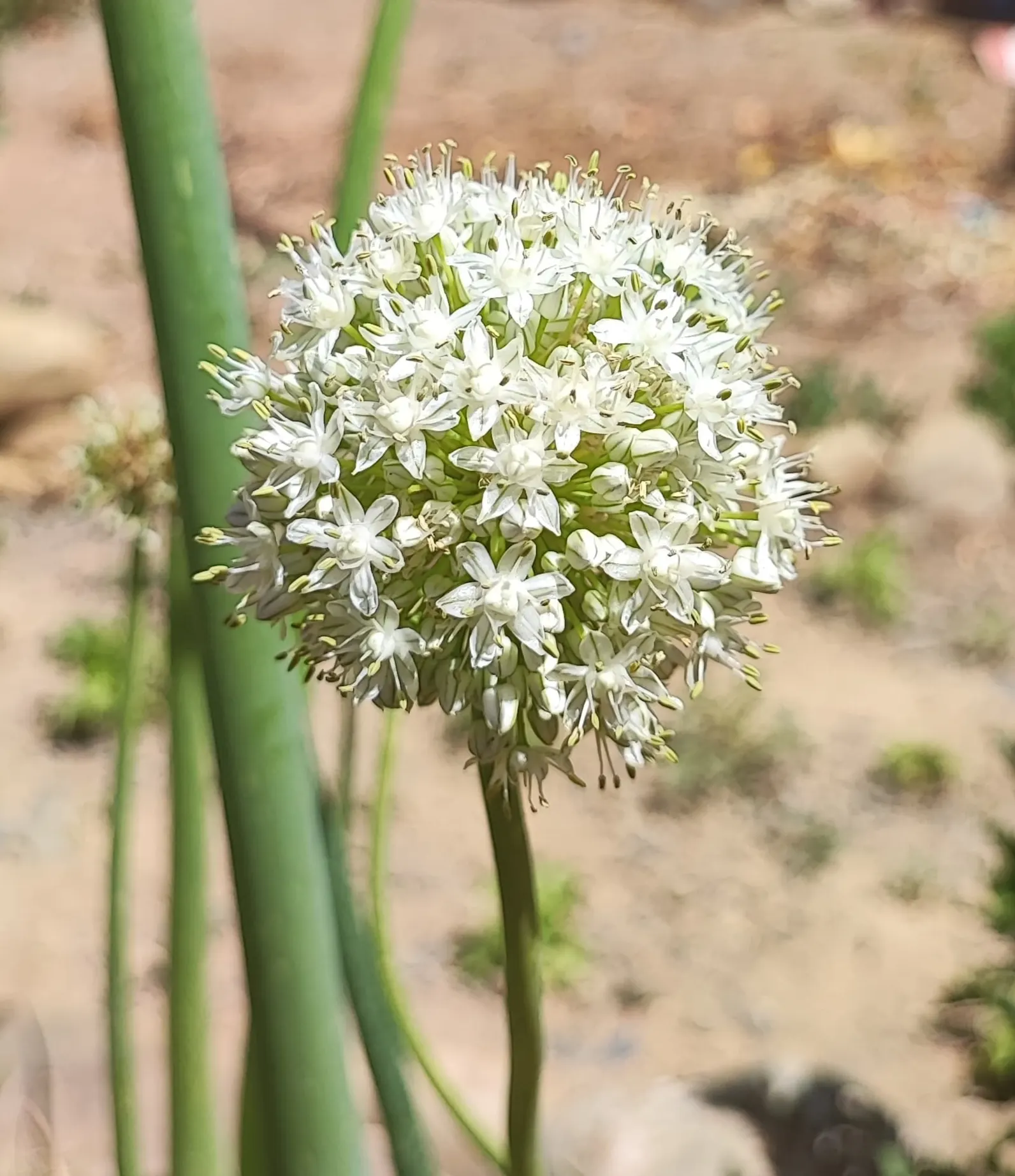 Ornamental Onion (Allium Bulgaricum) — multi-colored and red and white flowers in the garden