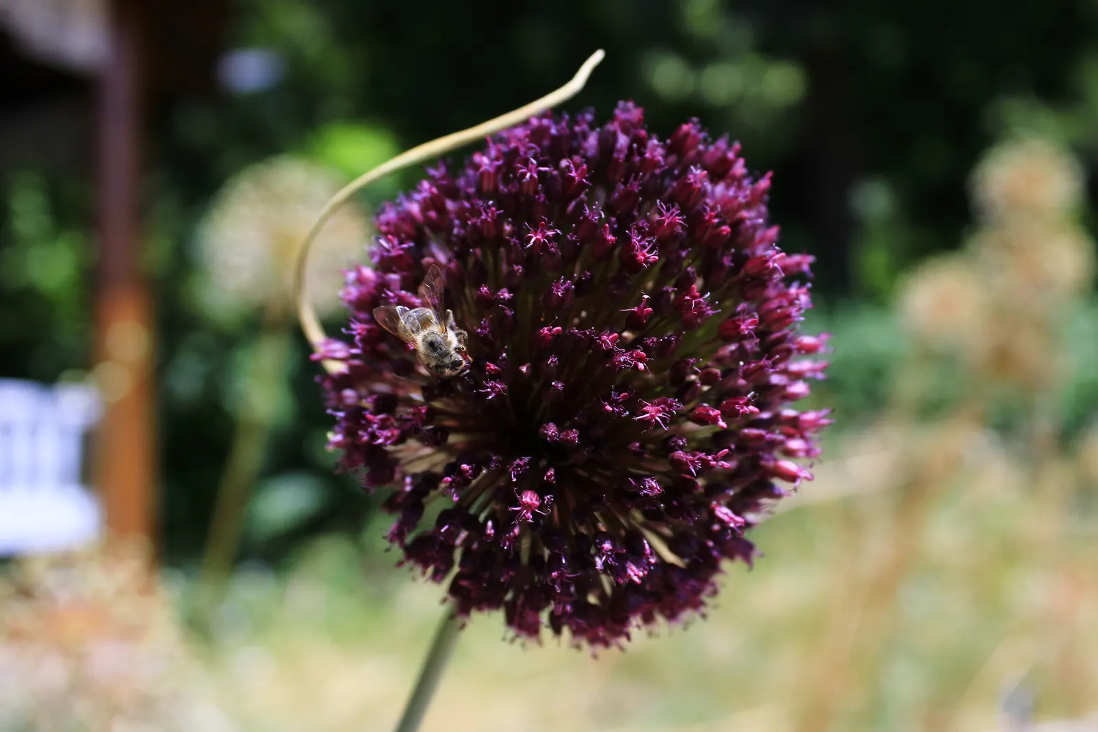 Ornamental Onion (Allium Bulgaricum) — It's remarkably attractive to pollinators such as bees and butterflies; as a rule of thumb, space the bulbs, image 73