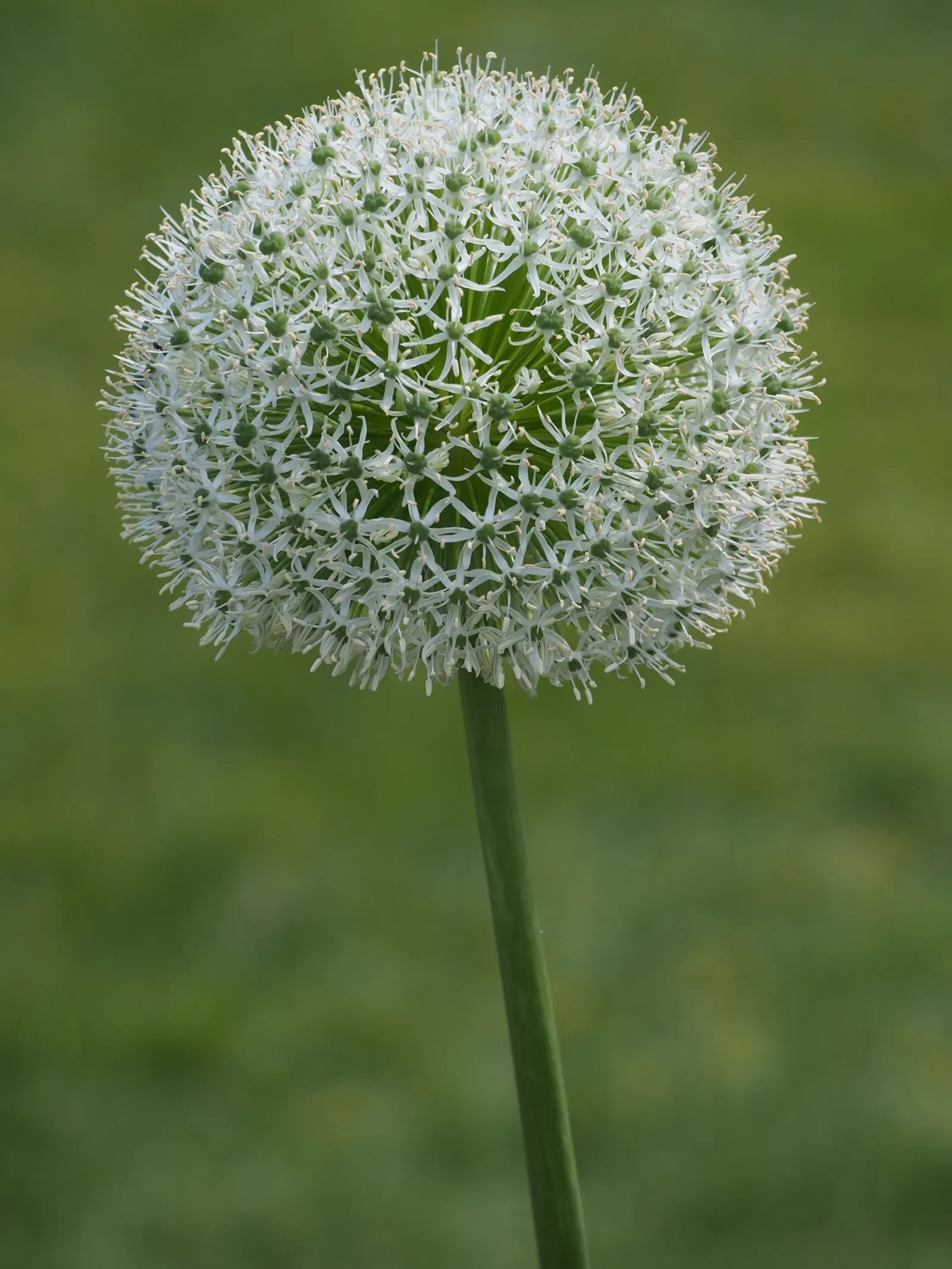 Ornamental Onion (Allium Bulgaricum) — yet resistant to deer and other herbivores due to its onion-like scent.<br><br>For optimal visual impact, image 101