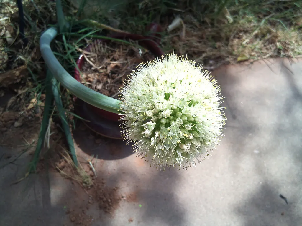 Ornamental Onion (Allium Bulgaricum) — it adds vertical interest to borders and is a magnet for pollinators; adorned with a greenish or burgundy eye, image 114