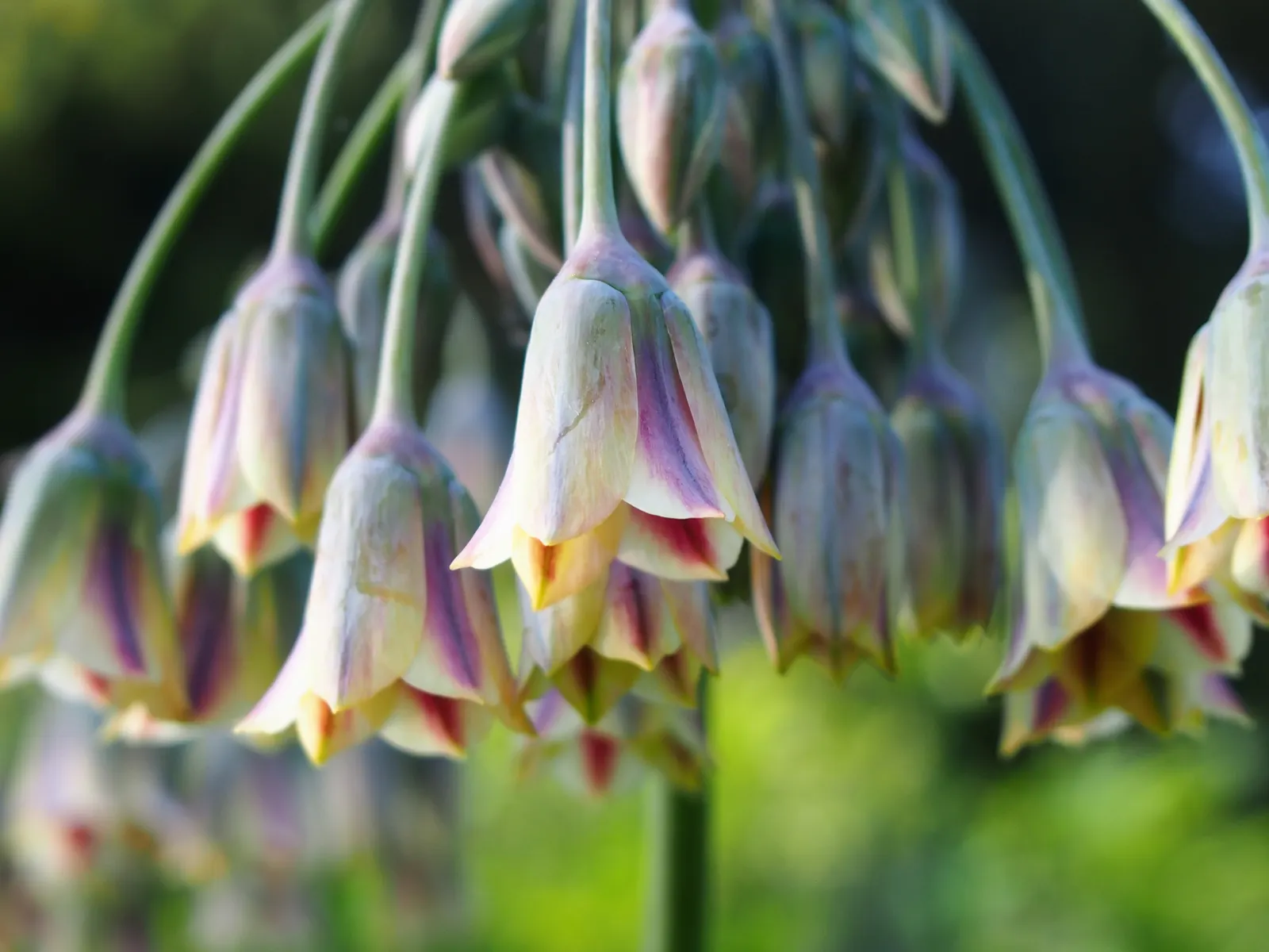 Ornamental Onion (Allium Bulgaricum) — elegantly drooping from 24-36 inch tall stems; allium bulgaricum is suitable for a variety of uses, image 57