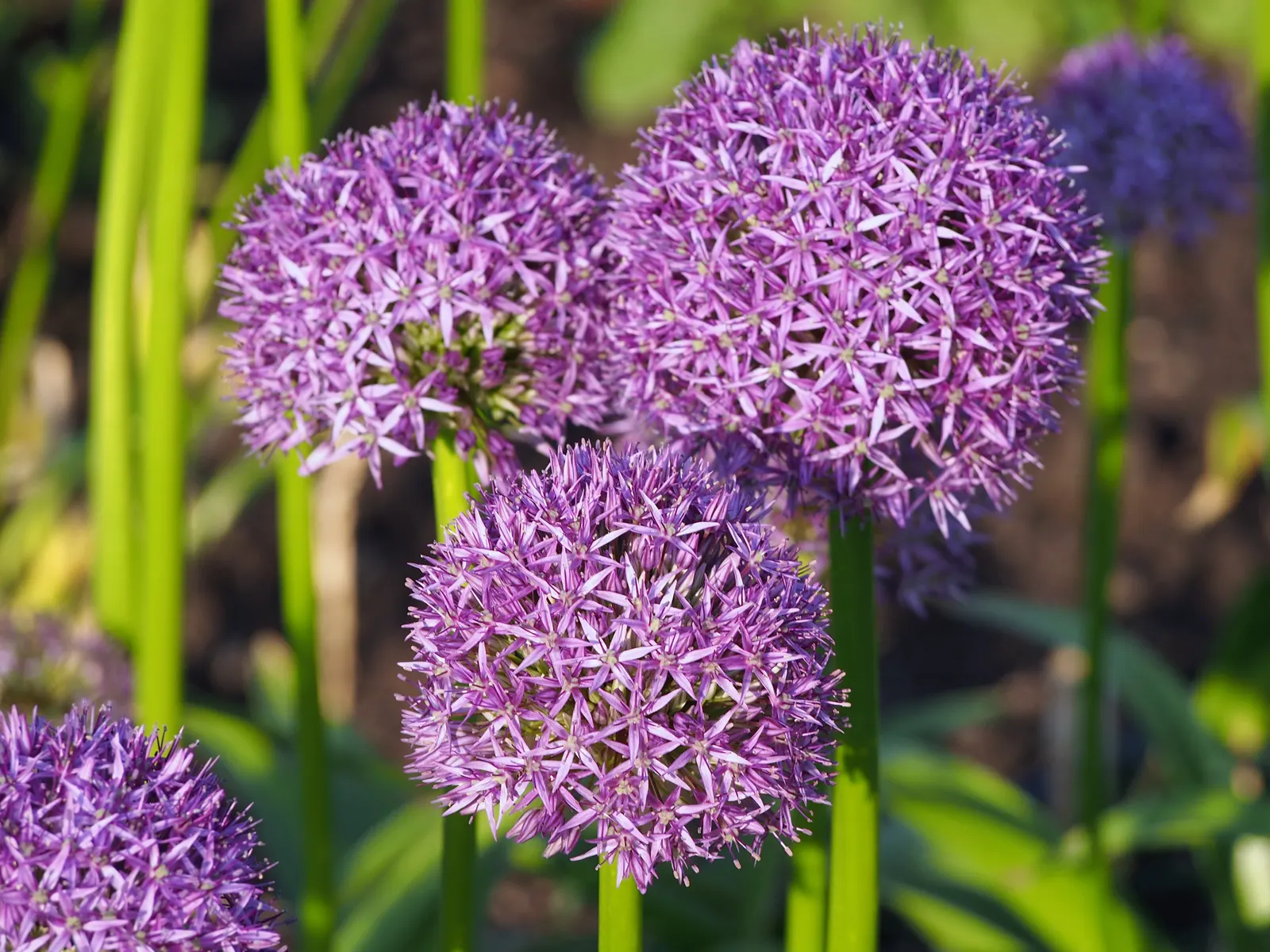 Ornamental Onion (Allium Bulgaricum) — This hardy perennial enjoys full sun to partial shade and thrives in well-drained soil; multi-colored and, image 58