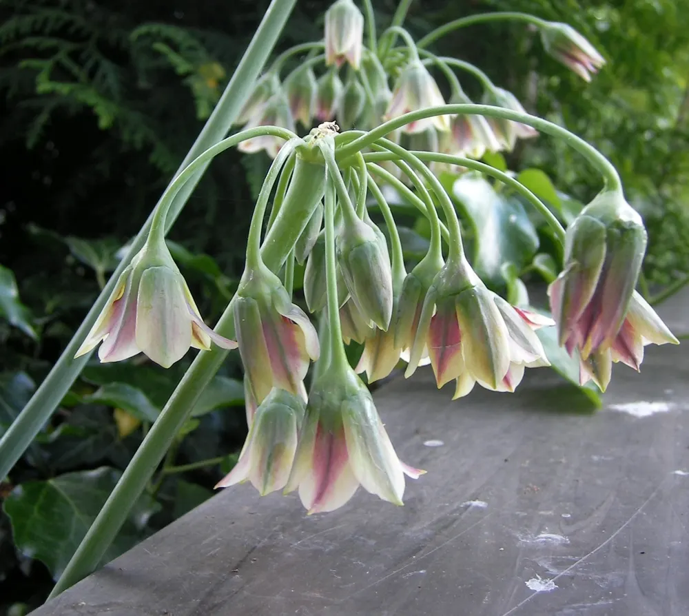 Ornamental Onion (Allium Bulgaricum) — It's remarkably attractive to pollinators such as bees and butterflies