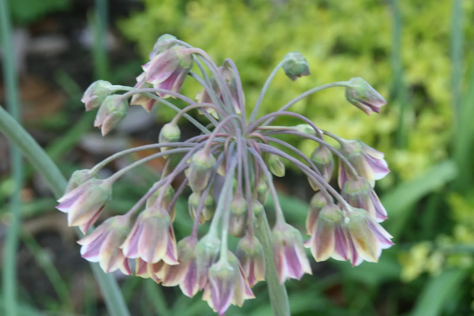 Ornamental Onion (Allium Bulgaricum) — plant Allium bulgaricum in clusters or drifts
