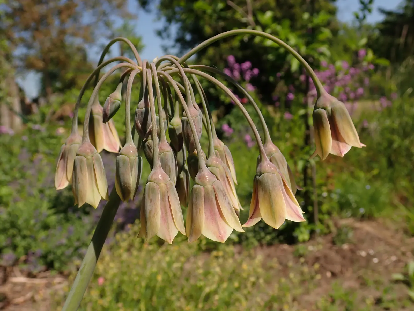Ornamental Onion (Allium Bulgaricum) — bulb with multi-colored and red and white blooms; with its low-maintenance demeanor