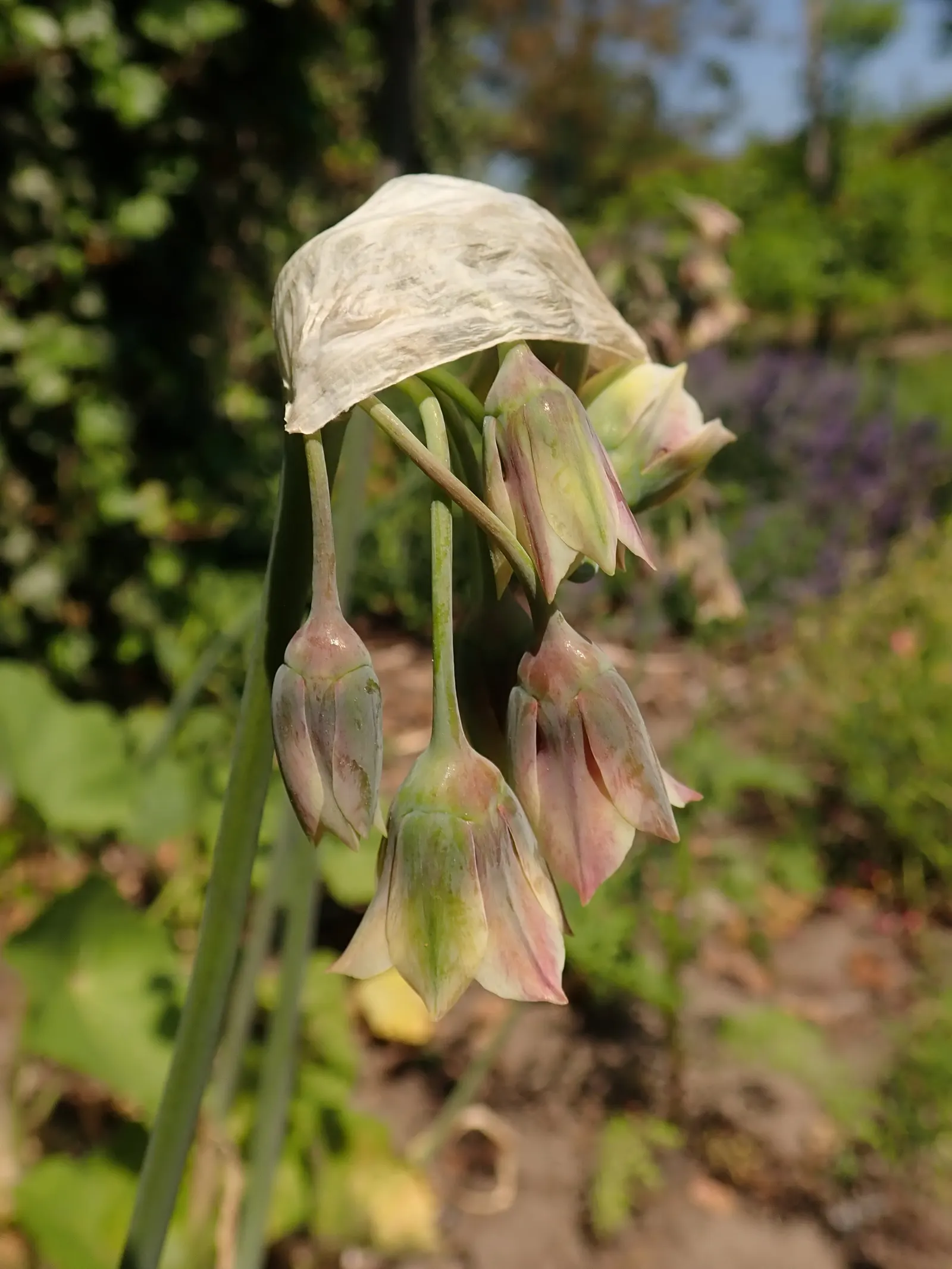 Ornamental Onion (Allium Bulgaricum) — multi-colored and red and white flowers in the garden; which unfurl to reveal a chandelier of bell-shaped blossoms