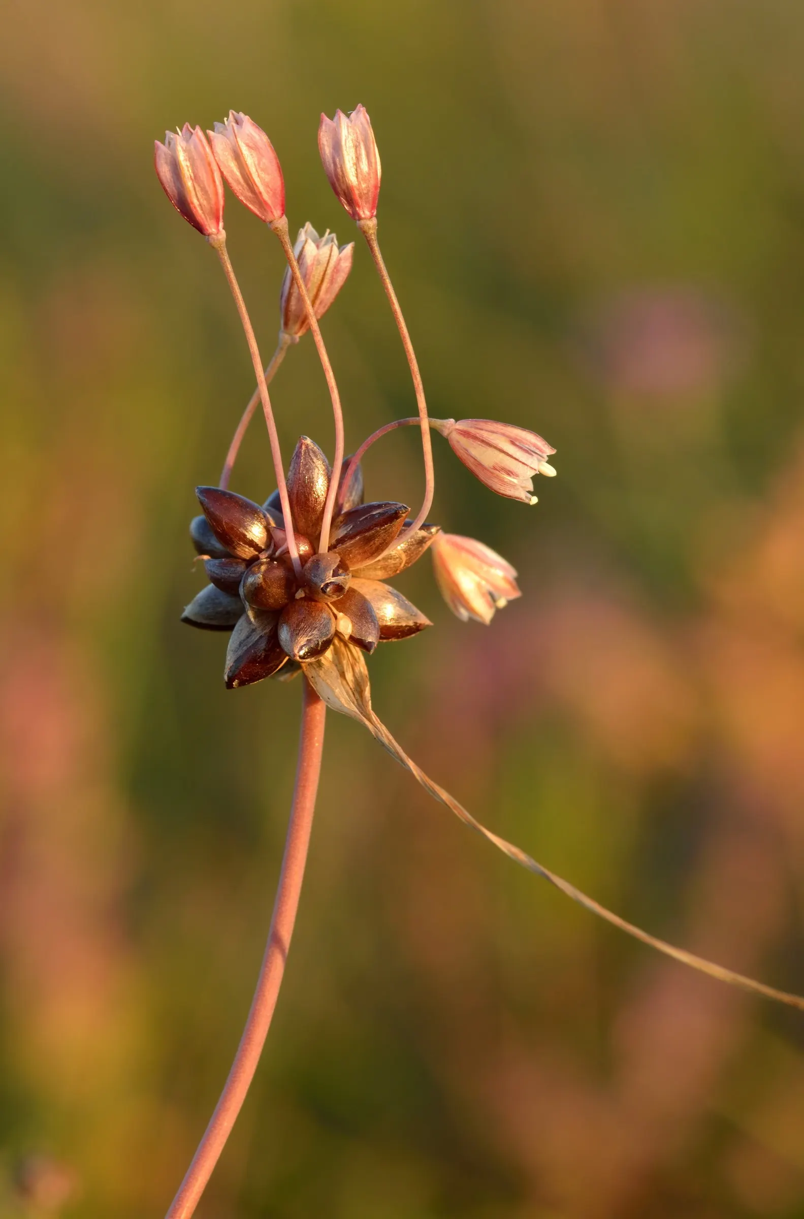 Ornamental Onion (Allium Bulgaricum) — adorned with a greenish or burgundy eye; bulb for full or half