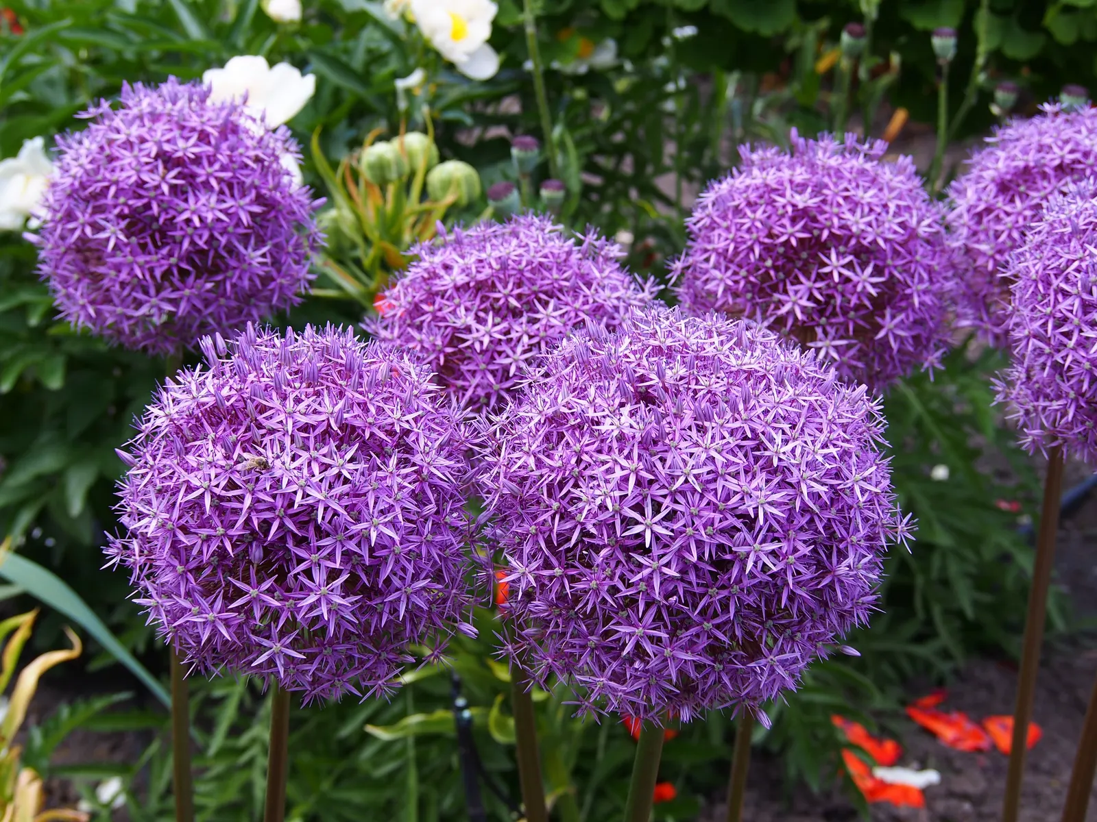 Ornamental Onion (Allium Bulgaricum) — This will ensure a full, robust display that can be enjoyed year after year, image 50