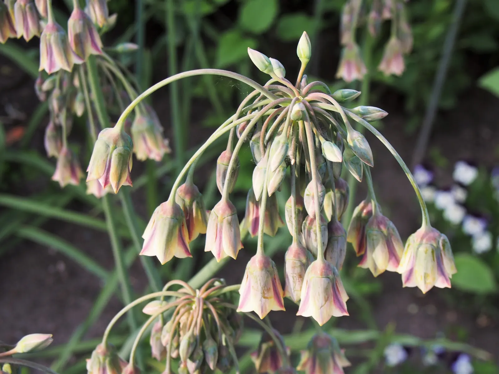 Ornamental Onion (Allium Bulgaricum) — As a rule of thumb, space the bulbs approximately 6 to 8 inches apart at a depth of about 3 inches; it demonstrates good