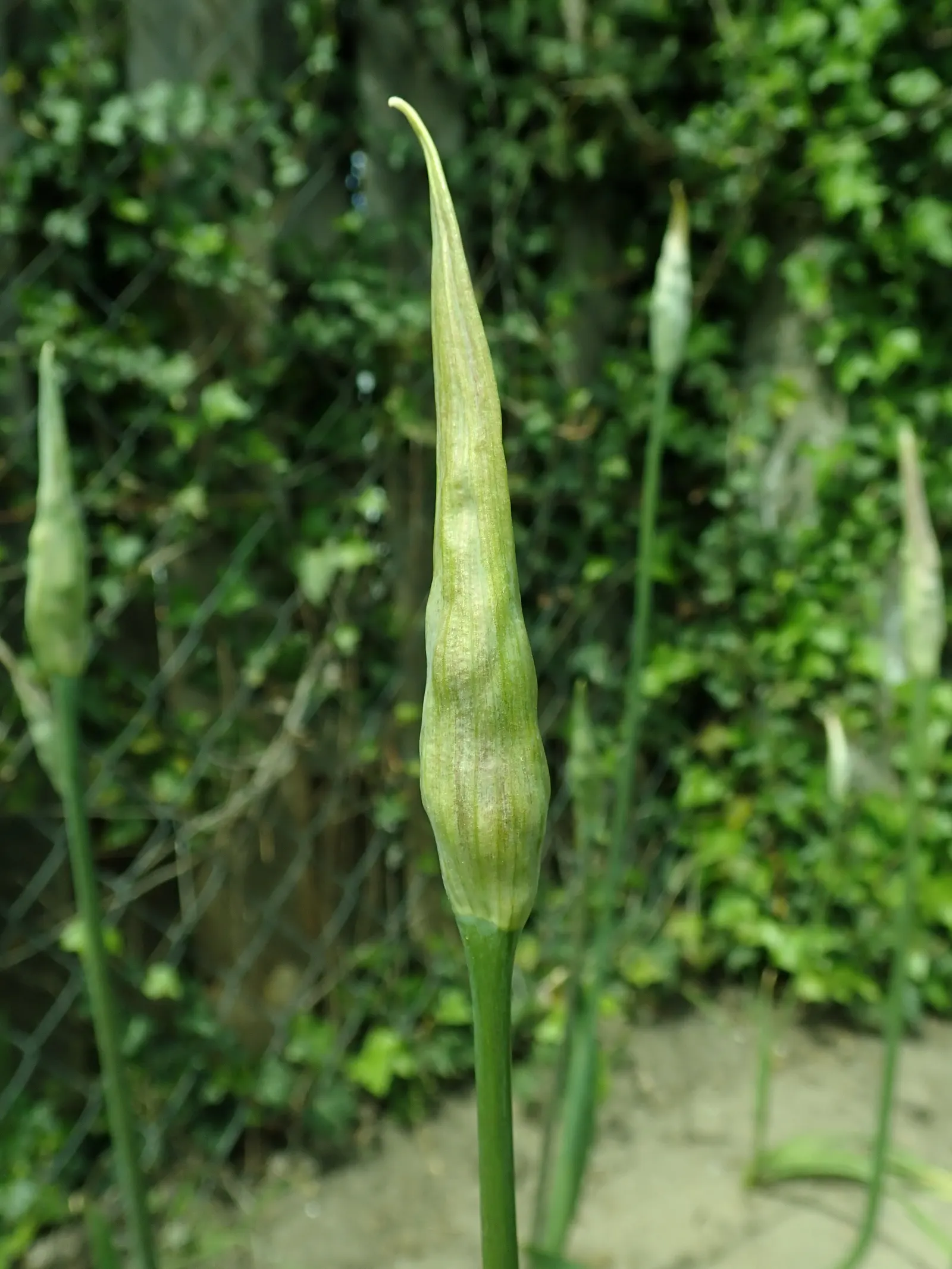 Ornamental Onion (Allium Bulgaricum) — plant Allium bulgaricum in clusters or drifts; adds an enchanting vertical accent and a distinctive architectural