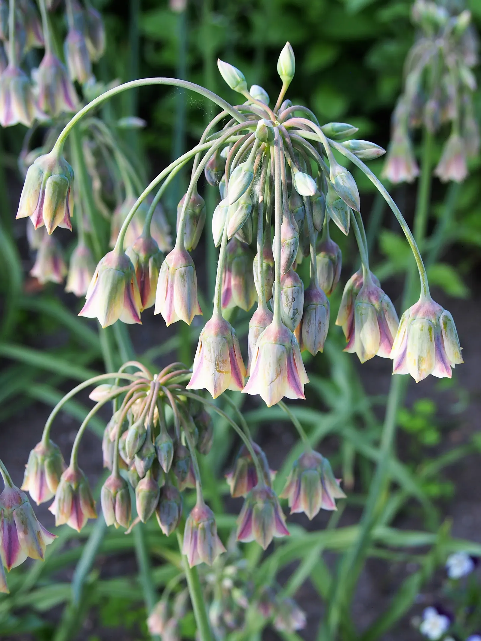 Ornamental Onion (Allium Bulgaricum) — bulb with multi-colored and red and white blooms; with its low-maintenance demeanor, image 80