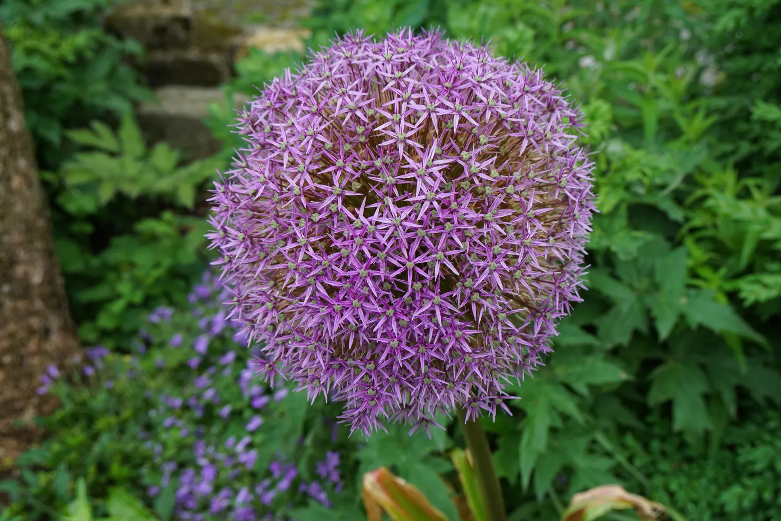 Ornamental Onion (Allium Bulgaricum) — it adds vertical interest to borders and is a magnet for pollinators; adorned with a greenish or burgundy eye, image 87