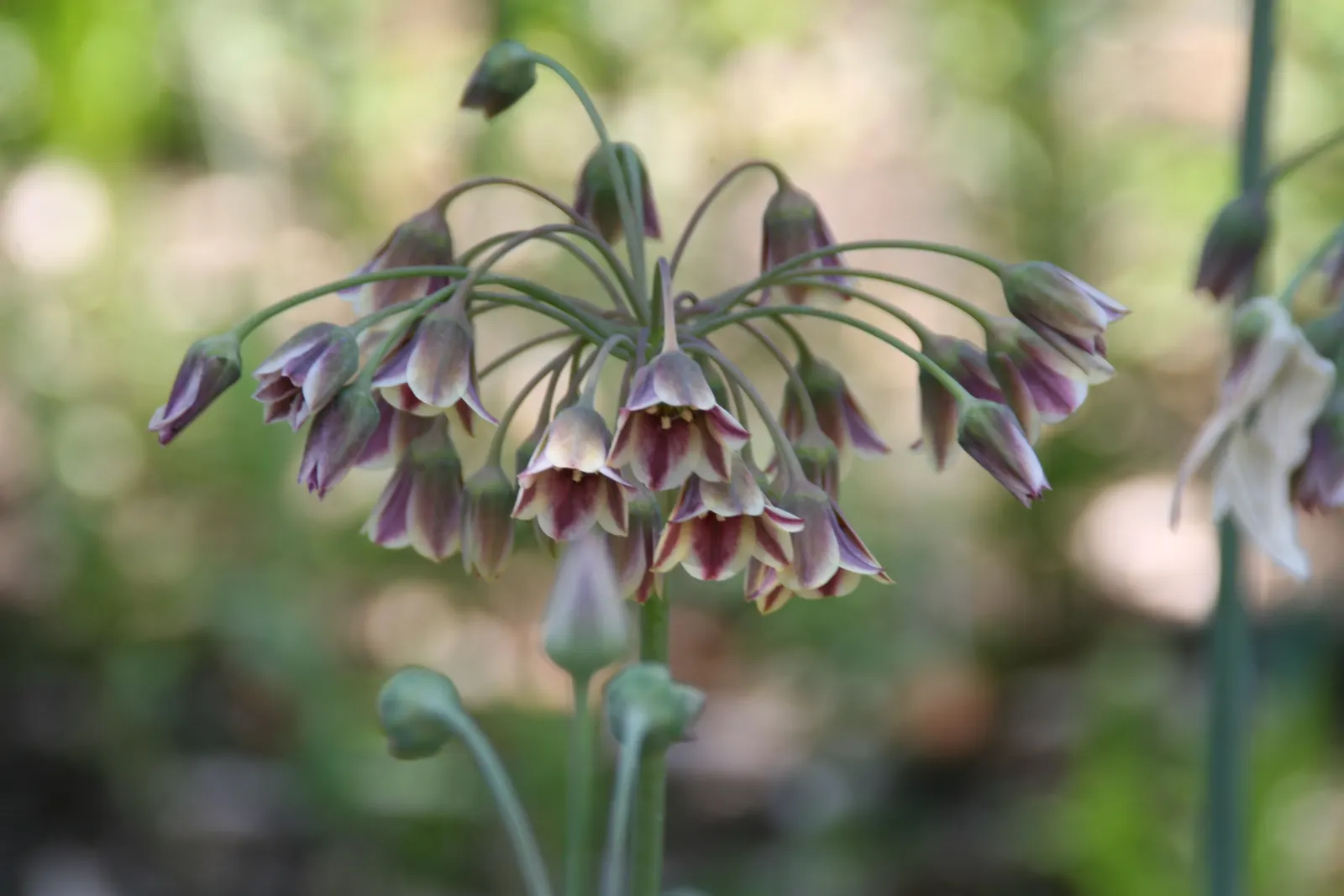 Ornamental Onion (Allium Bulgaricum) — sturdy stems that can rise to a stately height of 24 to 36 inches