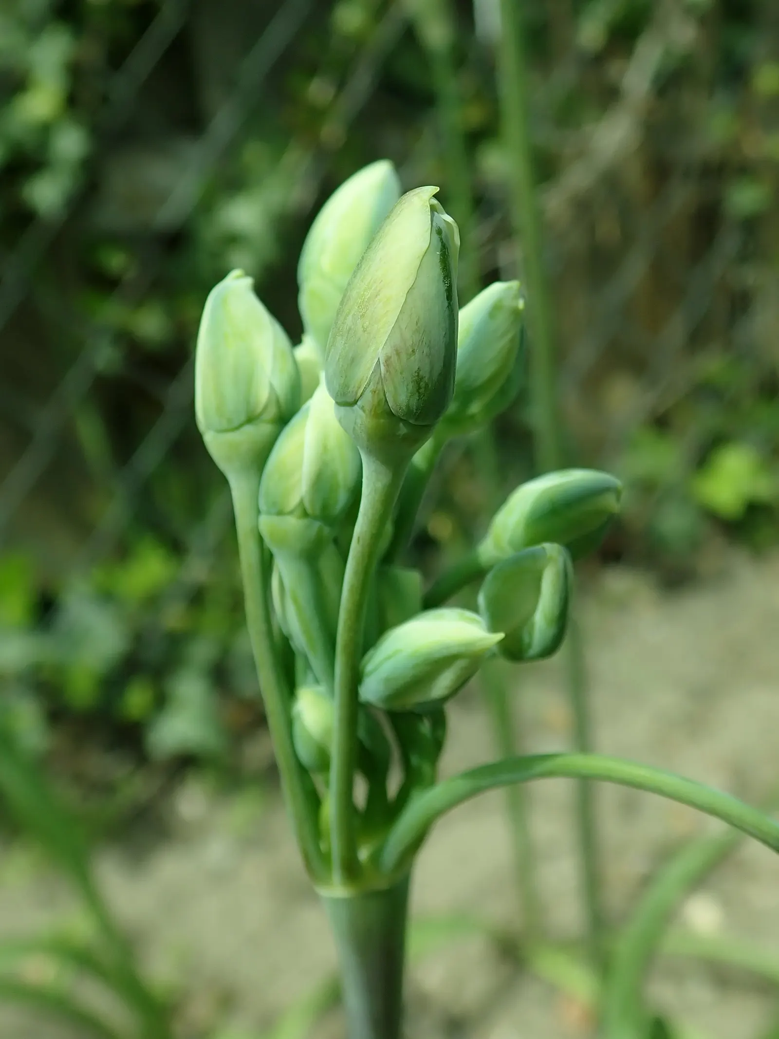 Ornamental Onion (Allium Bulgaricum) — while remaining resistant to deer and most pests; it's remarkably attractive to pollinators such as bees and, image 61