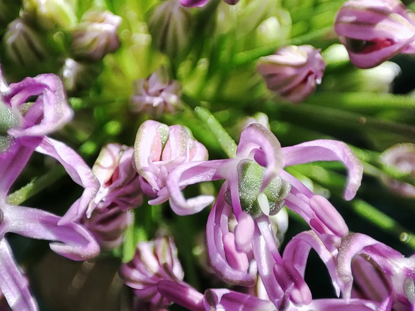 Ornamental Onion (Allium Bulgaricum) — commonly known as Ornamental Onion; this hardy perennial enjoys full sun to partial shade and thrives in, image 55