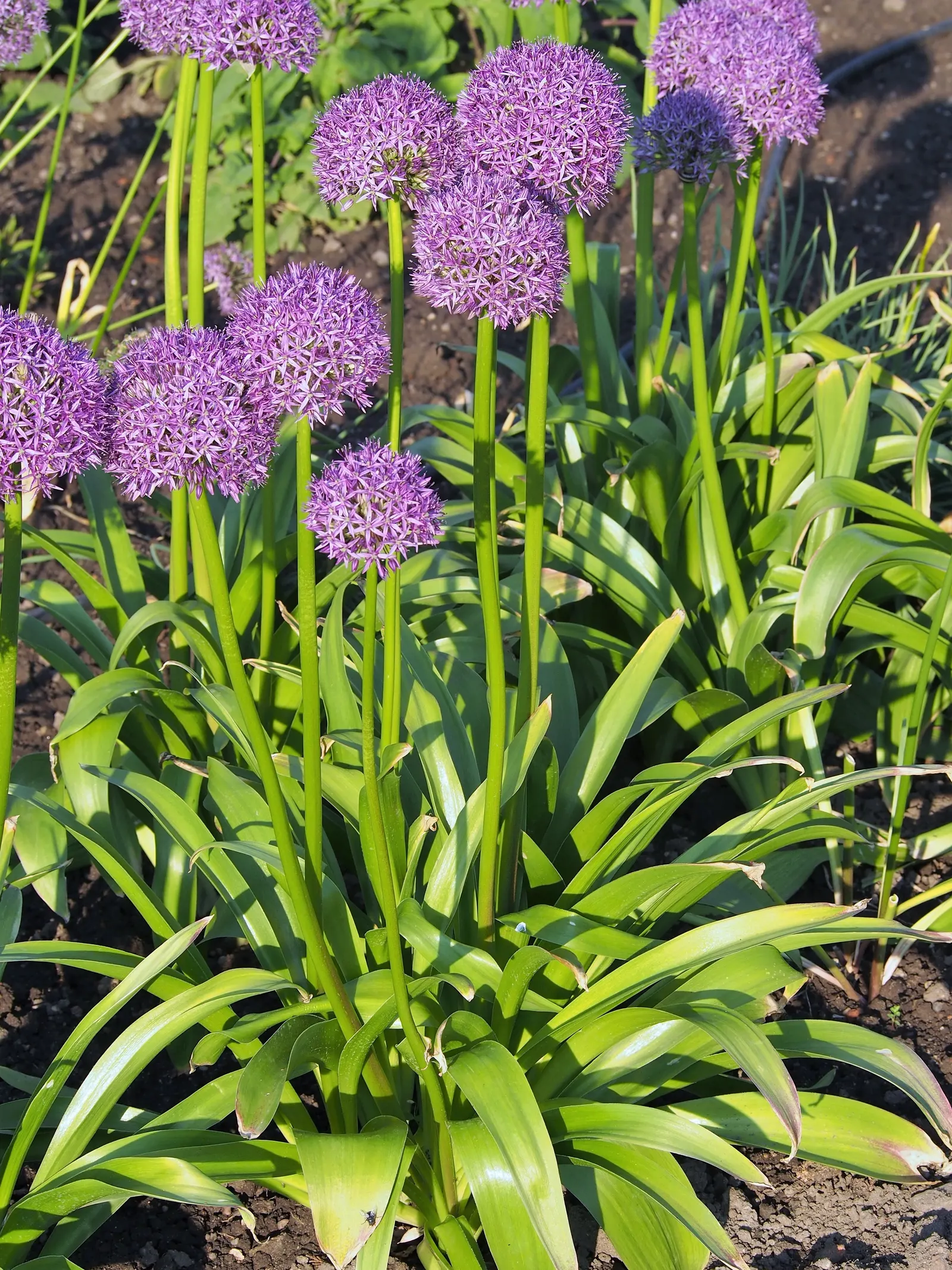 Ornamental Onion (Allium Bulgaricum) — Their greyish-green foliage forms a clump at the base; plant Allium bulgaricum in clusters or drifts
