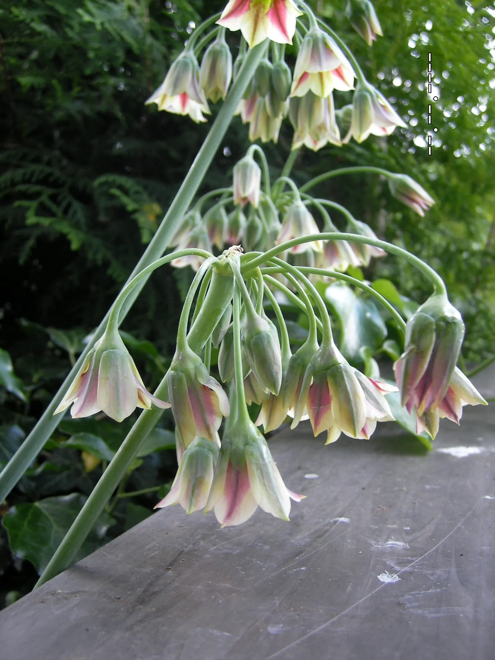 Ornamental Onion (Allium Bulgaricum) — bulb with multi-colored and red and white blooms