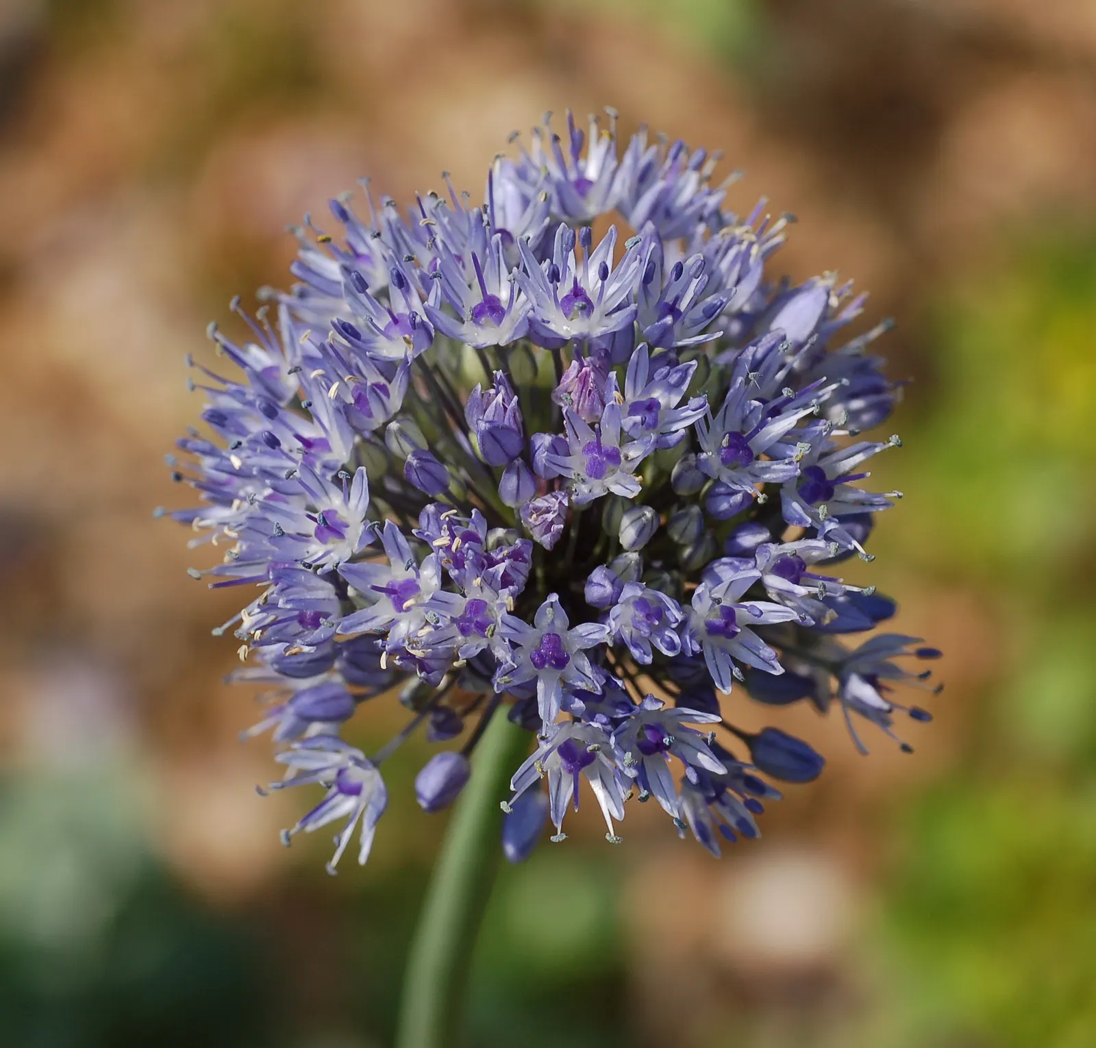 Ornamental Onion (Allium Bulgaricum) — plant Allium bulgaricum in clusters or drifts; adds an enchanting vertical accent and a distinctive, image 102