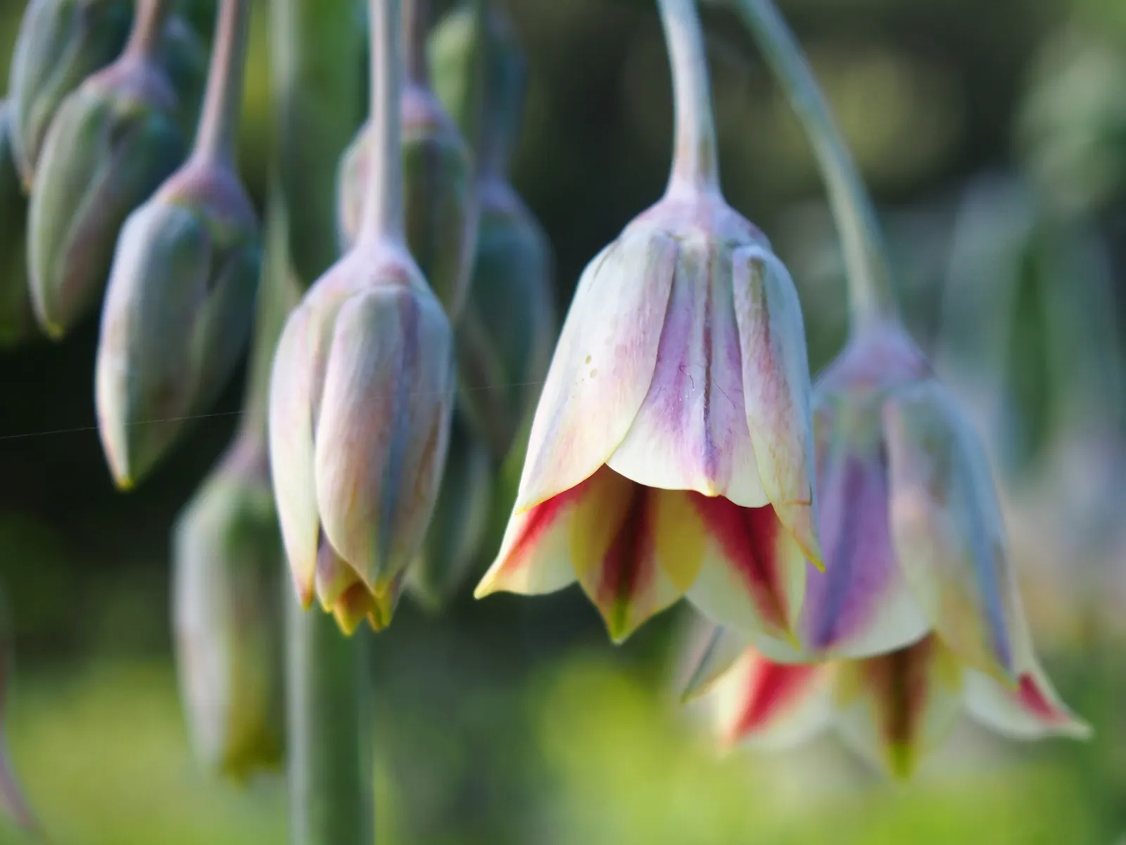 Ornamental Onion (Allium Bulgaricum) — while remaining resistant to deer and most pests