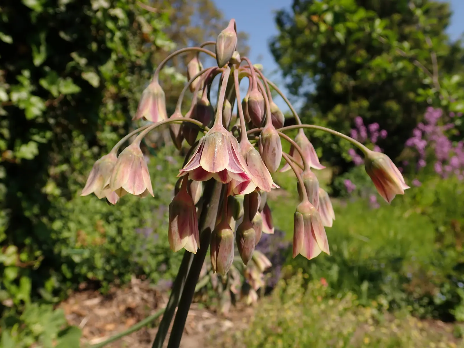 Ornamental Onion (Allium Bulgaricum) — These nodding blooms provide an exquisite contrast against the straight; while remaining resistant to deer, image 94