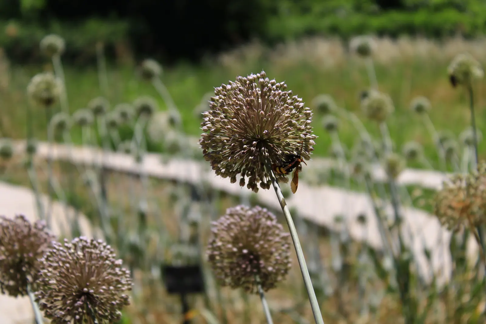 Ornamental Onion (Allium Bulgaricum) — presents bell-shaped flowers in a subtle white-cream with a hint of pink-purple; creamy-white to soft pink, image 110