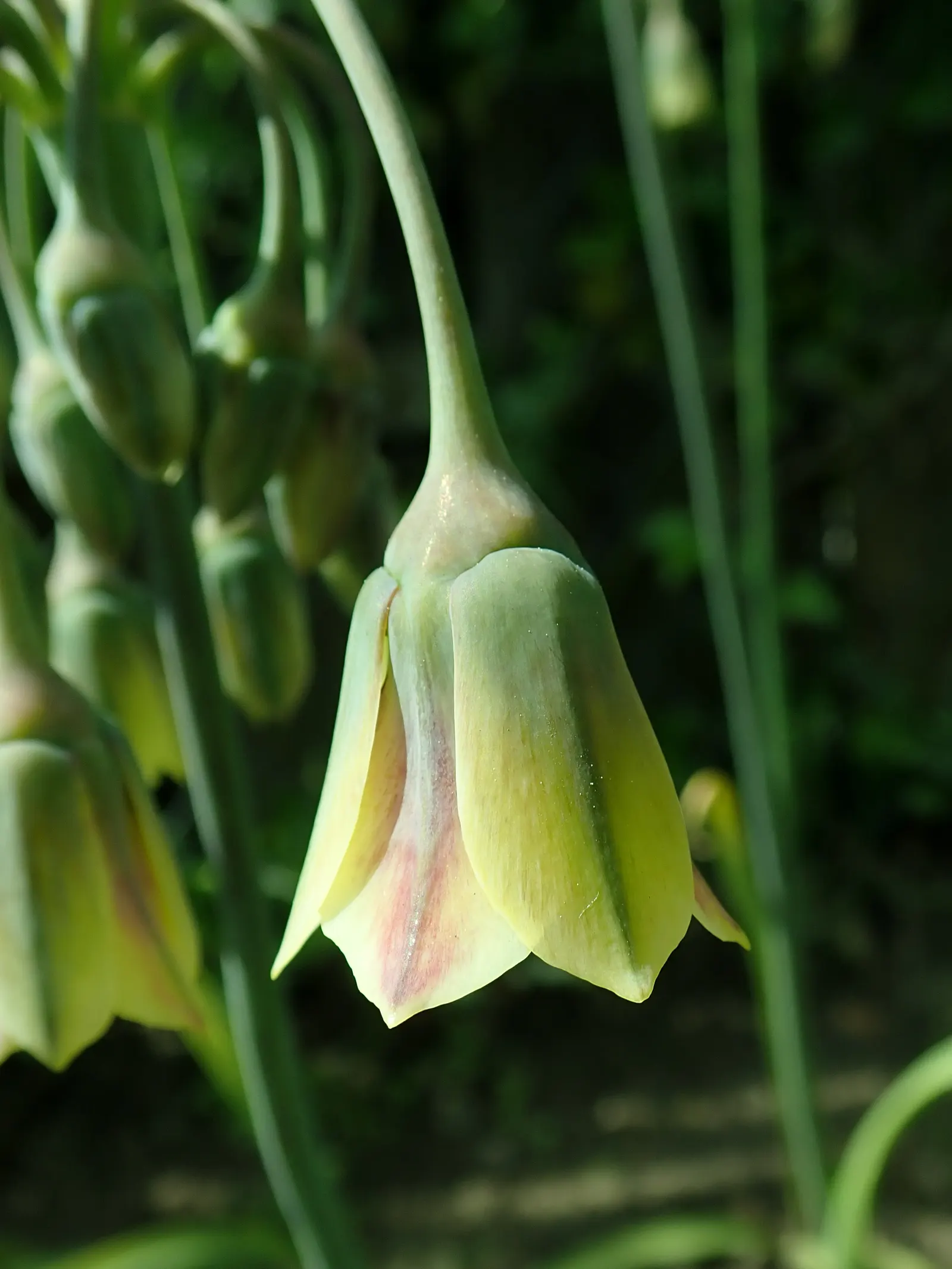 Ornamental Onion (Allium Bulgaricum) — Allium bulgaricum is suitable for a variety of uses; their greyish-green foliage forms a clump at the base, image 72