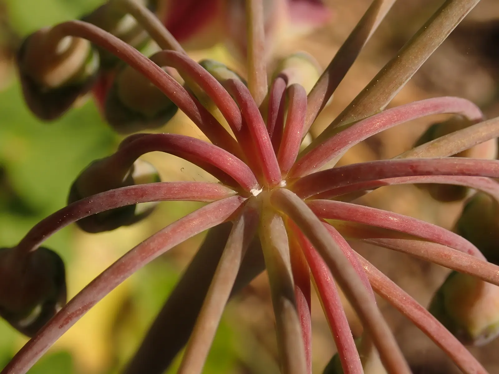 Ornamental Onion (Allium Bulgaricum) — This hardy perennial enjoys full sun to partial shade and thrives in well-drained soil; multi-colored and, image 85