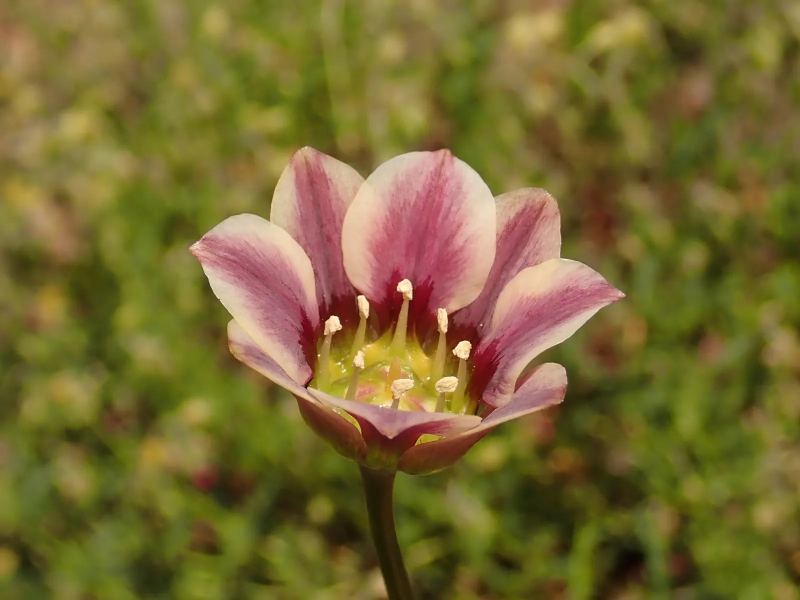 Ornamental Onion (Allium Bulgaricum) — It's remarkably attractive to pollinators such as bees and butterflies; as a rule of thumb, space the bulbs, image 100