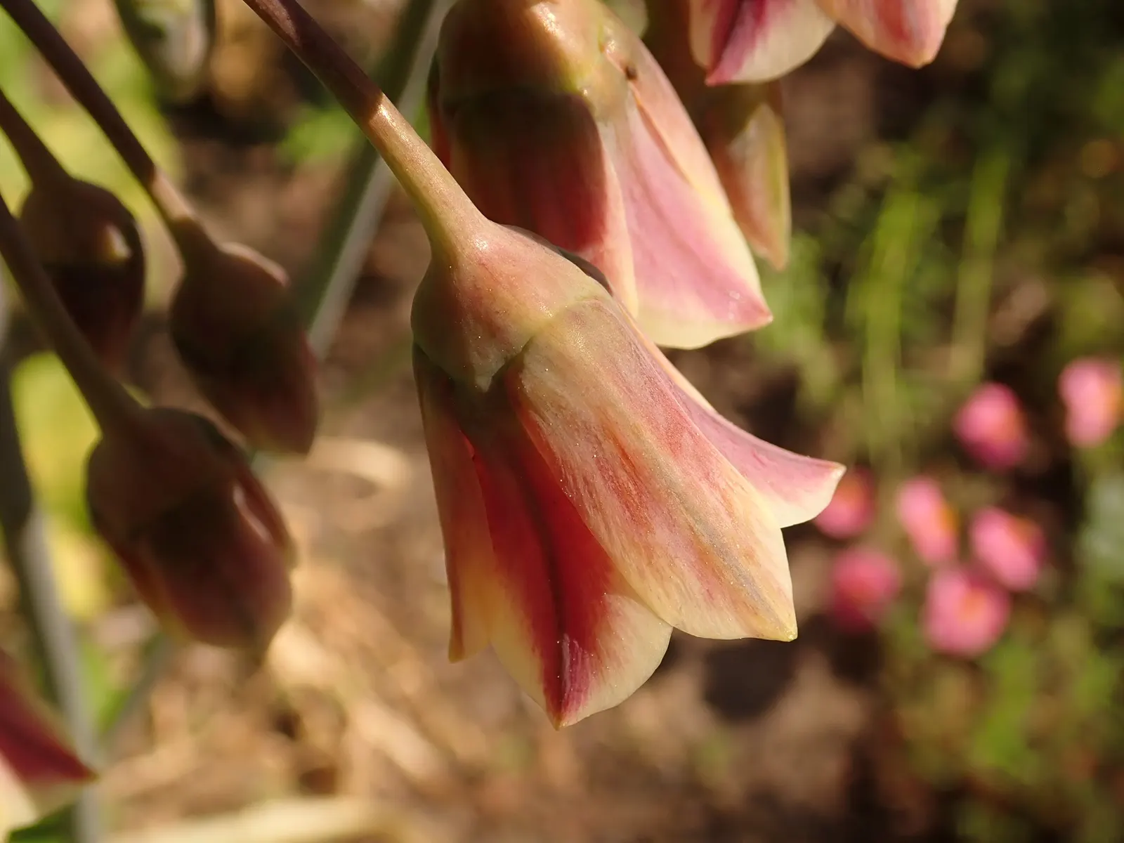 Ornamental Onion (Allium Bulgaricum) — bulb for full or half; with its stately height and unique inflorescence, image 108