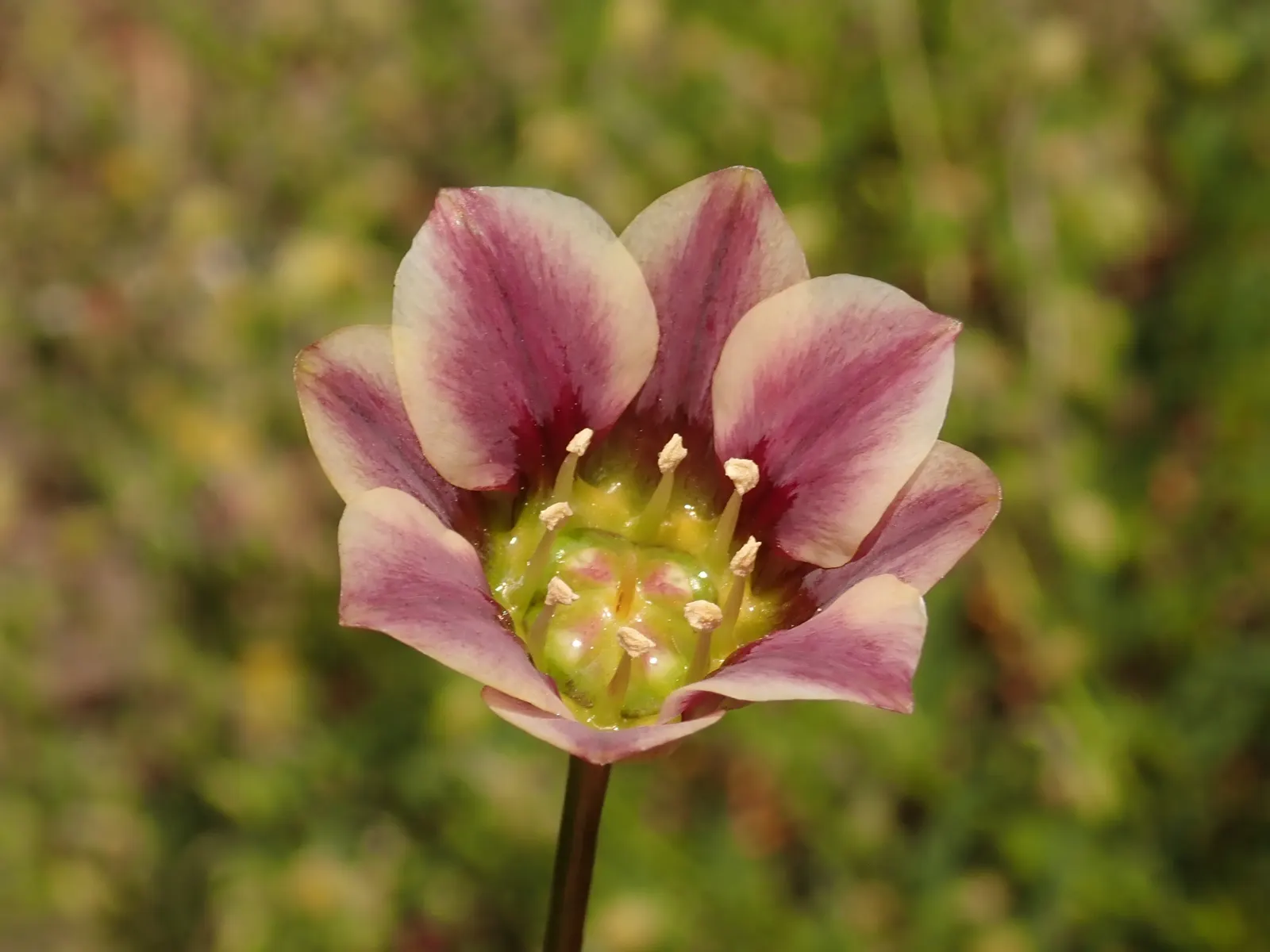 Ornamental Onion (Allium Bulgaricum) — It demonstrates good drought resistance once established, making it a hardy choice for many landscapes, image 124