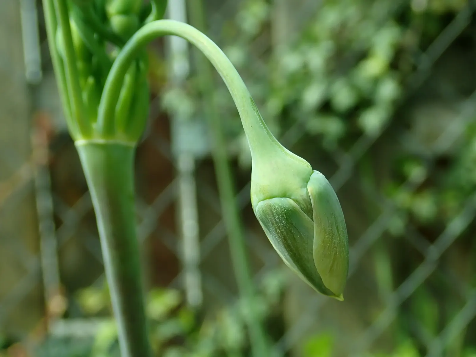 Ornamental Onion (Allium Bulgaricum) — plant Allium bulgaricum in clusters or drifts; adds an enchanting vertical accent and a distinctive, image 75