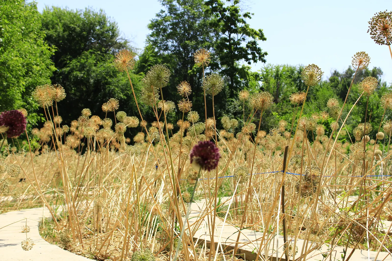 Ornamental Onion (Allium Bulgaricum) — presents bell-shaped flowers in a subtle white-cream with a hint of pink-purple; creamy-white to soft pink, image 83