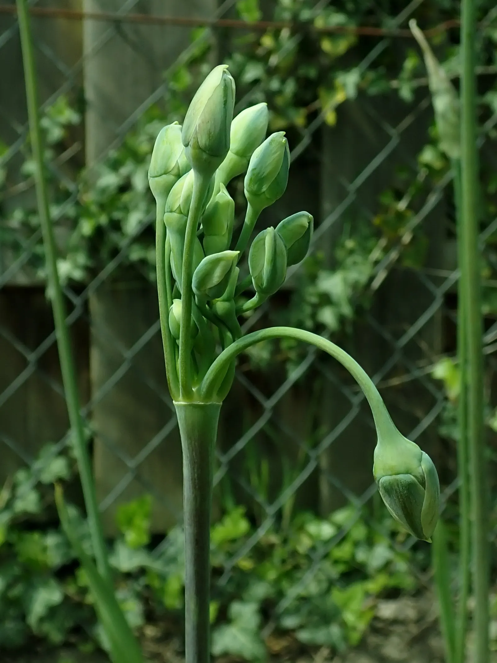 Ornamental Onion (Allium Bulgaricum) — it adds vertical interest to borders and is a magnet for pollinators