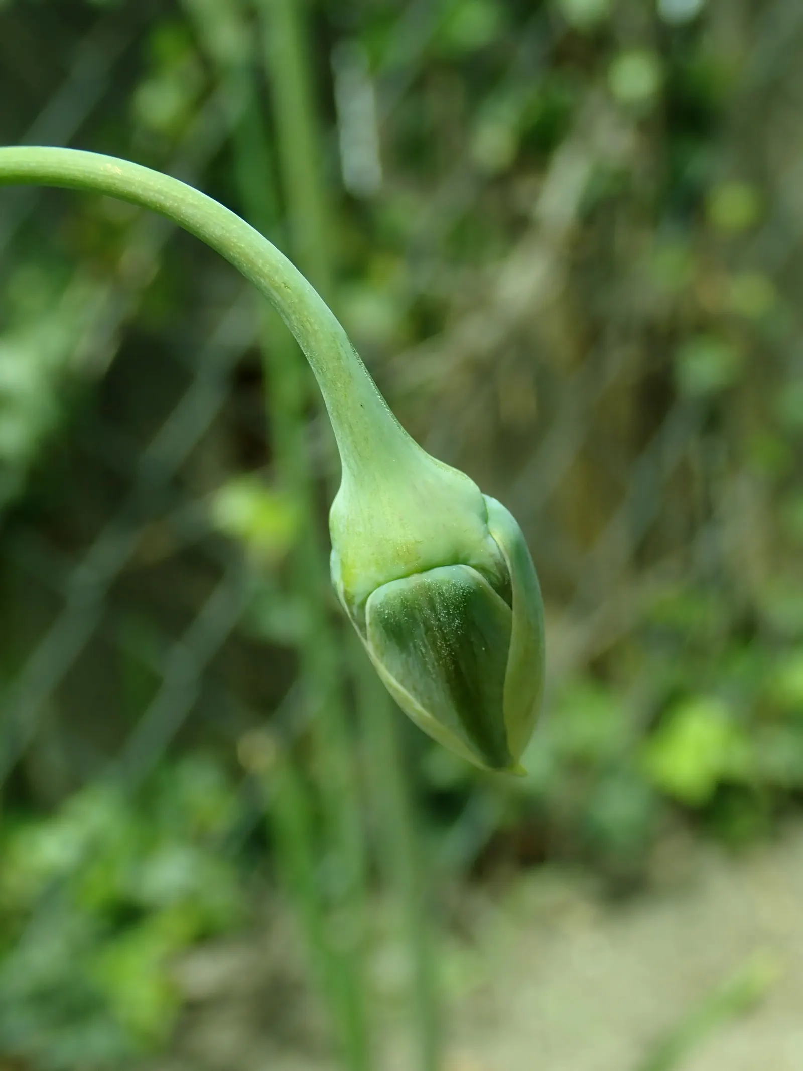 Ornamental Onion (Allium Bulgaricum) — As a rule of thumb, space the bulbs approximately 6 to 8 inches apart at a depth of about 3 inches; it, image 76