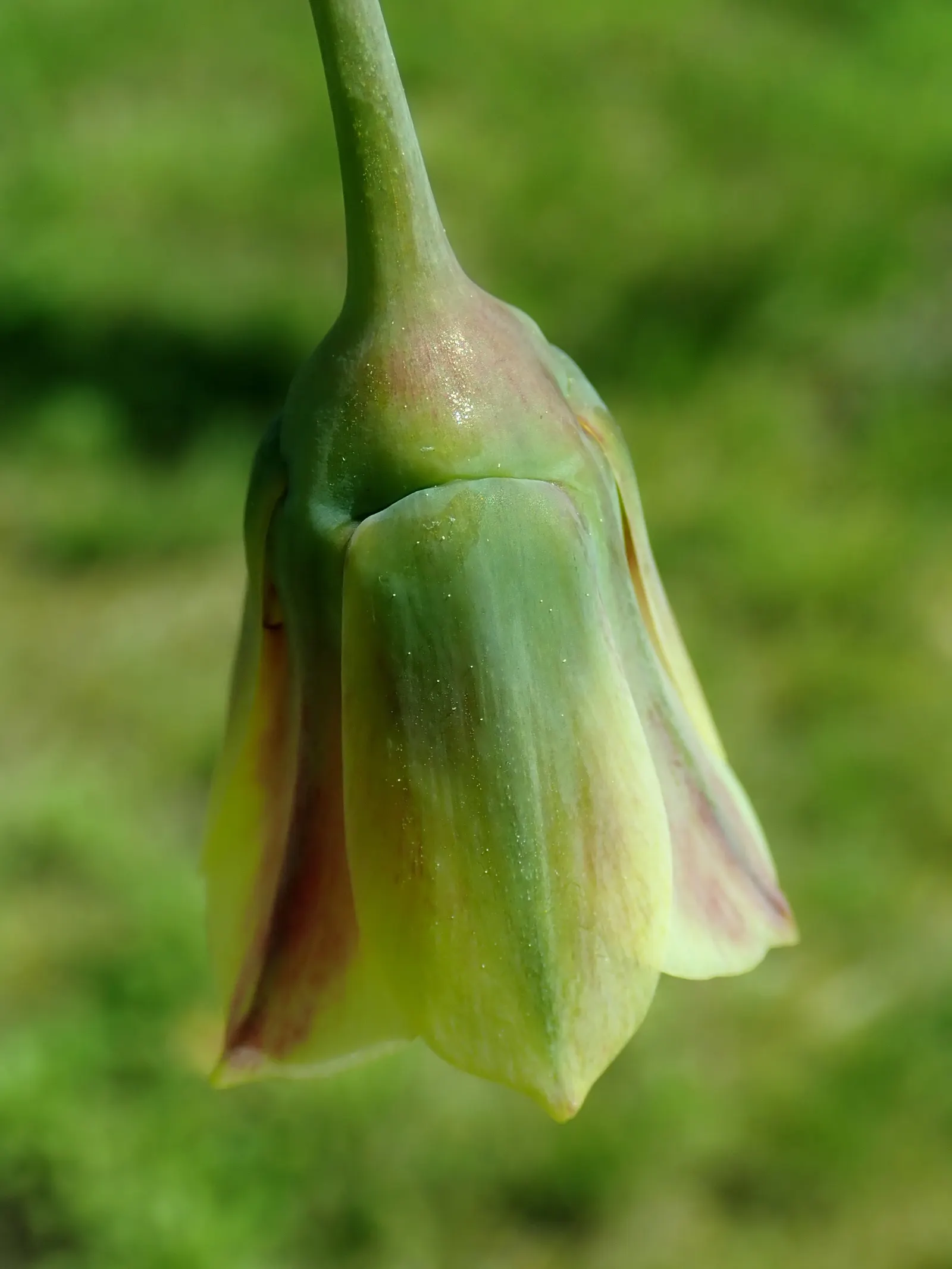Ornamental Onion (Allium Bulgaricum) — commonly known as Ornamental Onion; this hardy perennial enjoys full sun to partial shade and thrives in, image 109