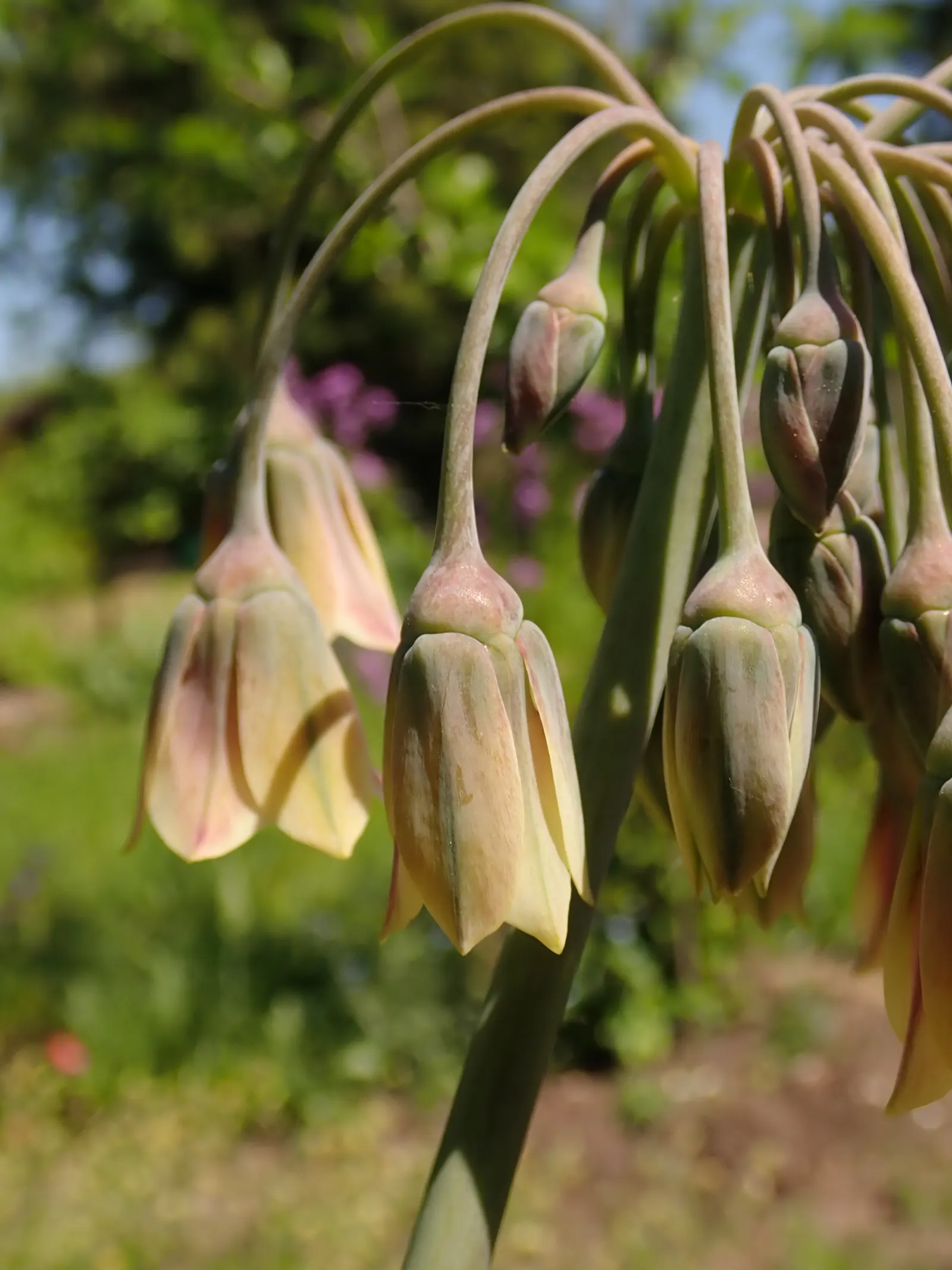 Ornamental Onion (Allium Bulgaricum) — sturdy stems that can rise to a stately height of 24 to 36 inches, image 95