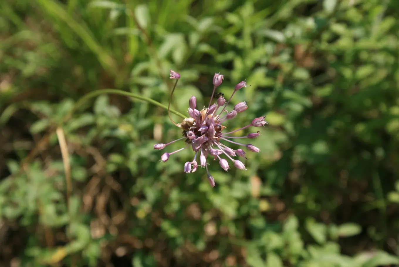Ornamental Onion (Allium Bulgaricum) — which unfurl to reveal a chandelier of bell-shaped blossoms; these nodding blooms provide an exquisite, image 64