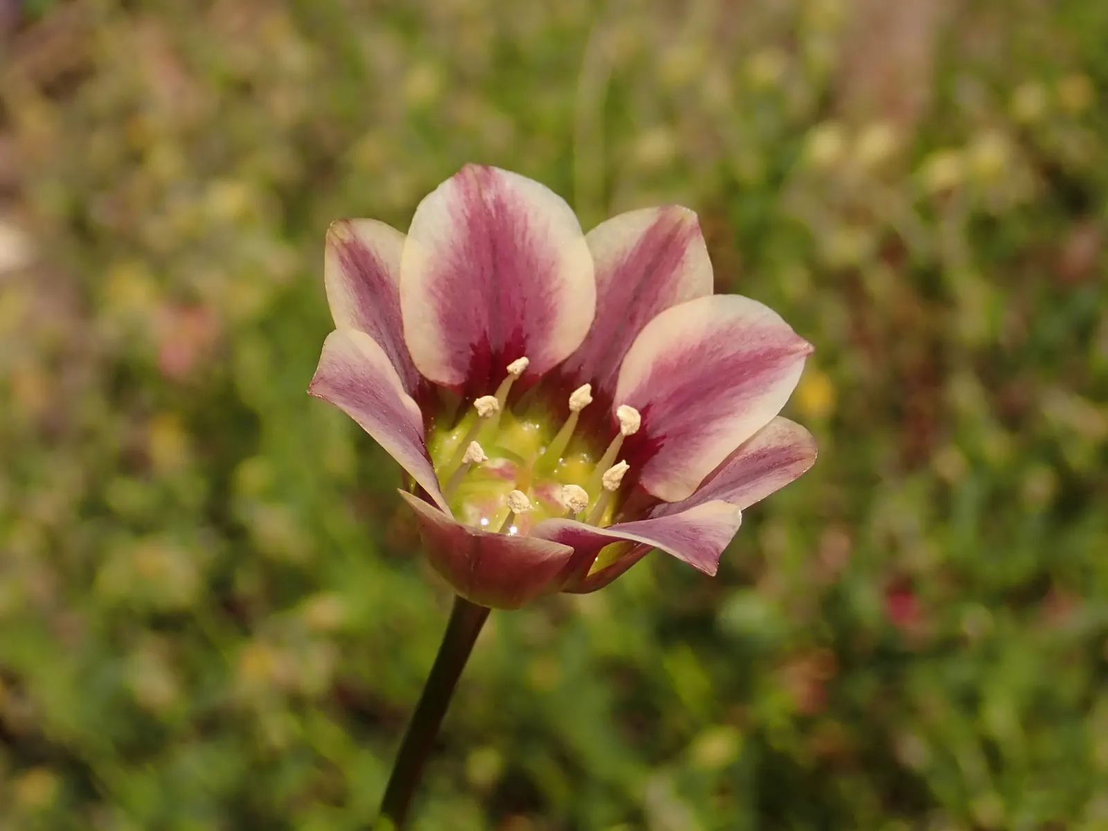 Ornamental Onion (Allium Bulgaricum) — commonly referred to as Ornamental Onion; bulb with multi-colored and red and white blooms, image 89