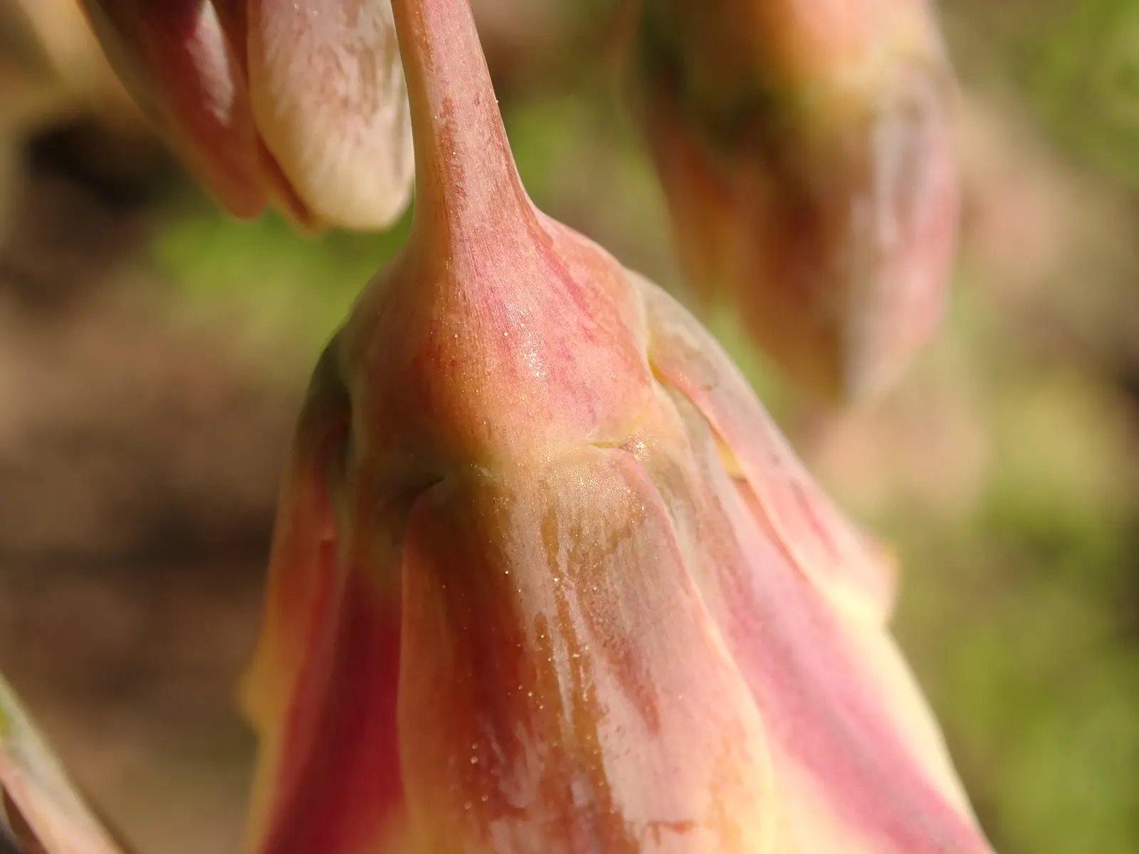Ornamental Onion (Allium Bulgaricum) — It demonstrates good drought resistance once established, making it a hardy choice for many landscapes, image 97