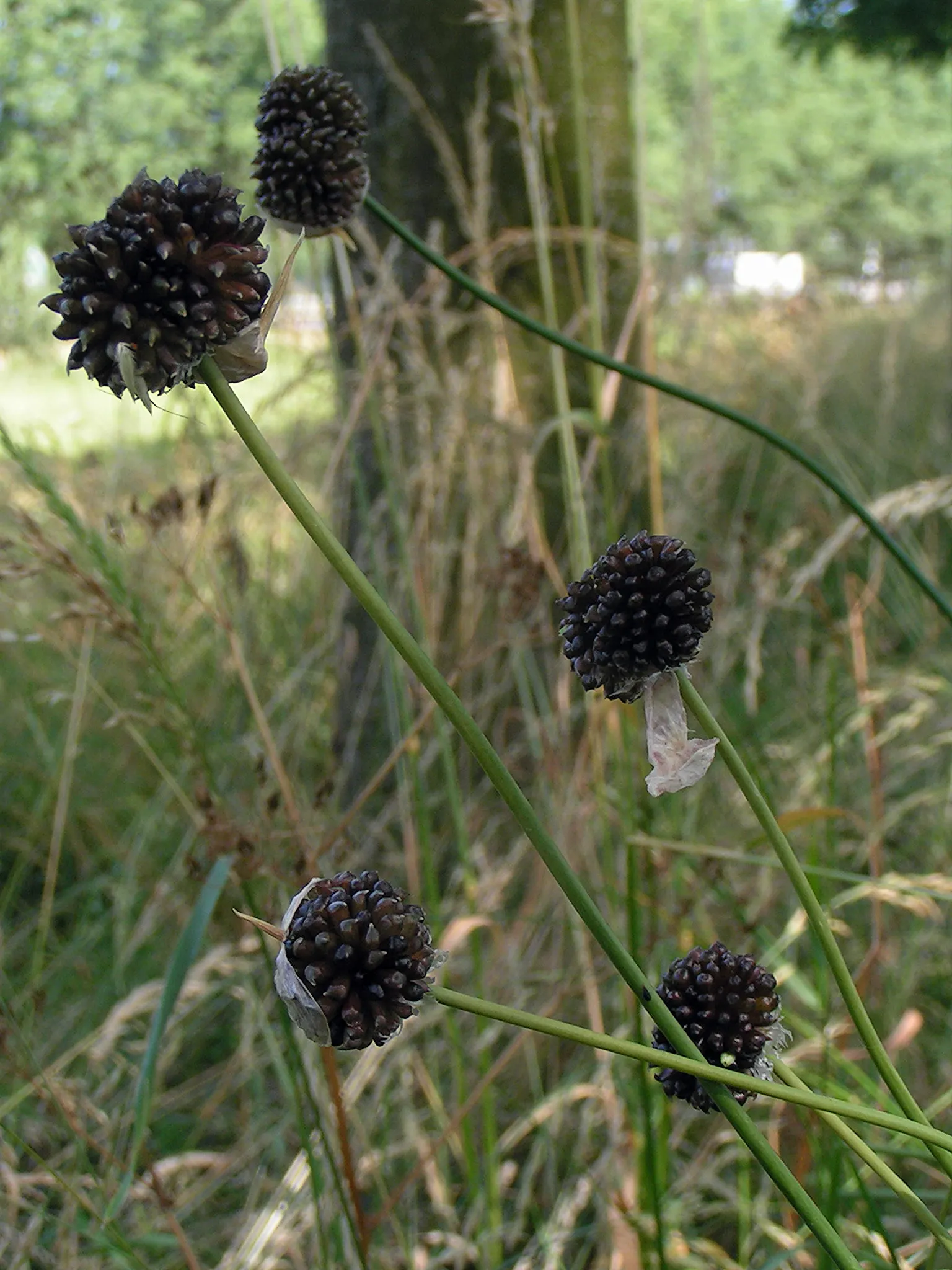 Ornamental Onion (Allium Bulgaricum) — sturdy stems that can rise to a stately height of 24 to 36 inches, image 122