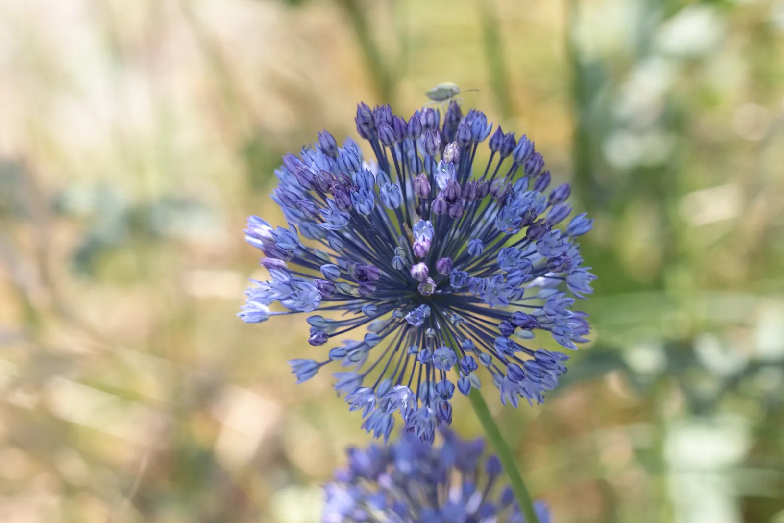Ornamental Onion (Allium Bulgaricum) — creamy-white to soft pink flowers; yet resistant to deer and other herbivores due to its onion-like, image 65