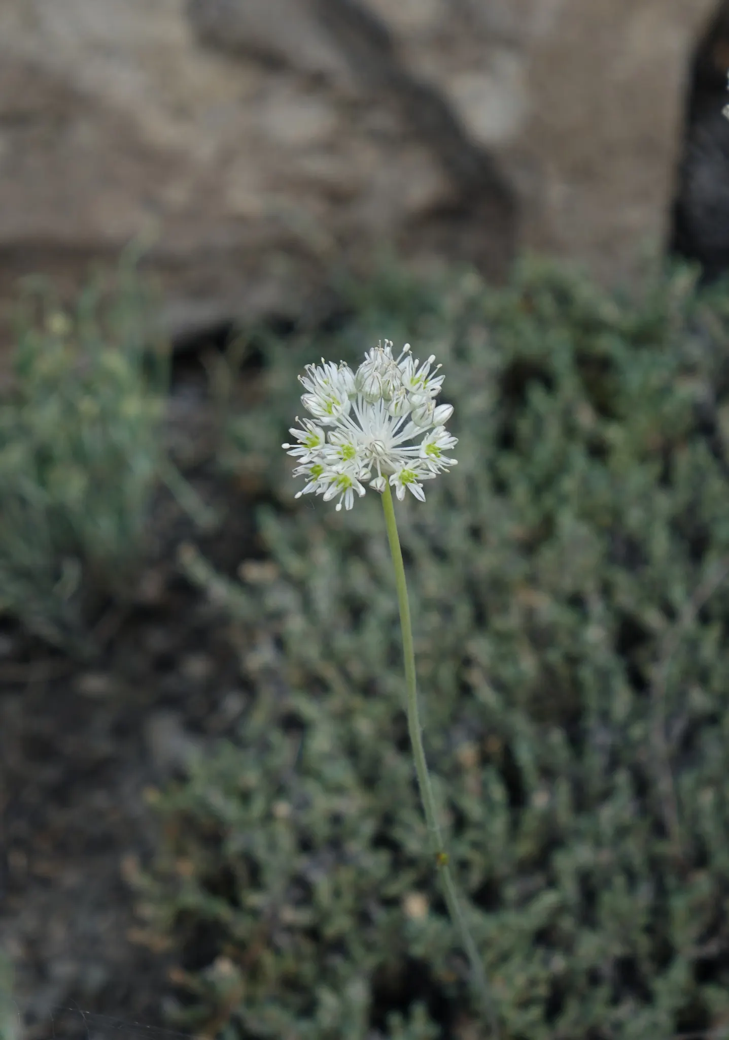 Ornamental Onion (Allium Bulgaricum) — With its stately height and unique inflorescence; elegantly drooping from 24-36 inch tall stems, image 105