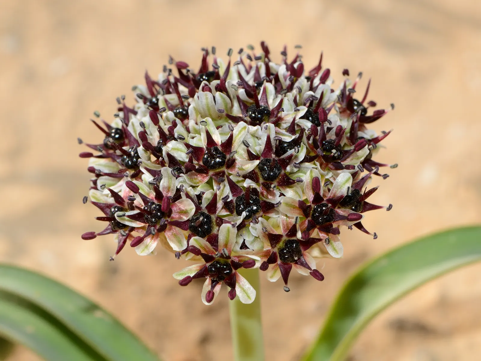 Ornamental Onion (Allium Bulgaricum) — multi-colored and red and white flowers in the garden; which unfurl to reveal a chandelier of bell-shaped, image 106