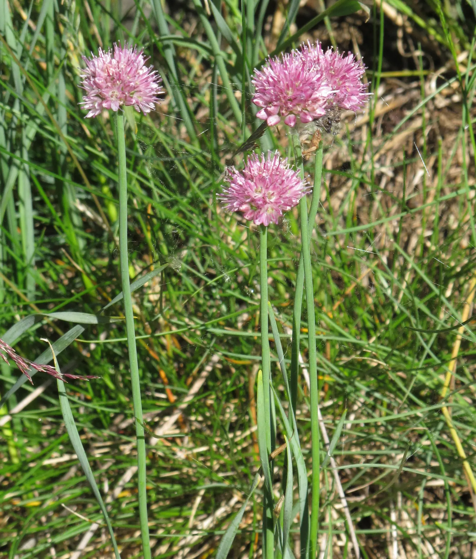 Ornamental Onion (Allium Bulgaricum) — Blooming in late spring to early summer, image 86